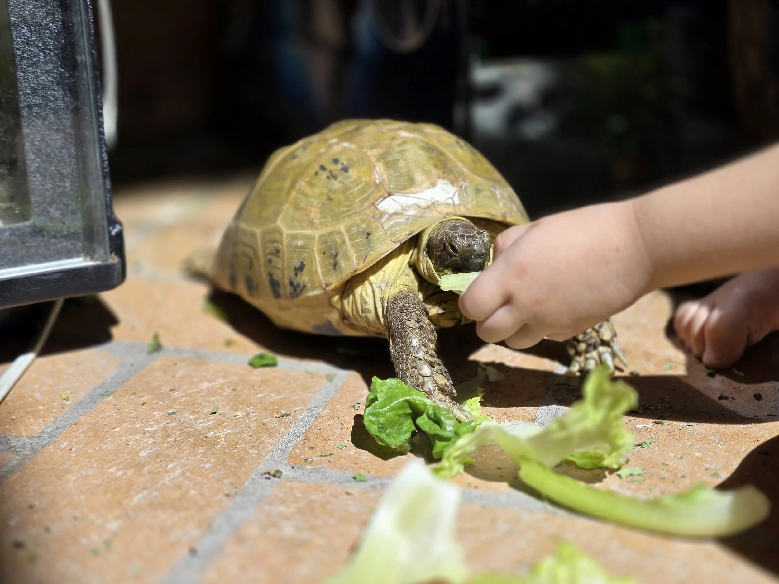 Shelly- Russian Tortoise

Ambassador Animal
