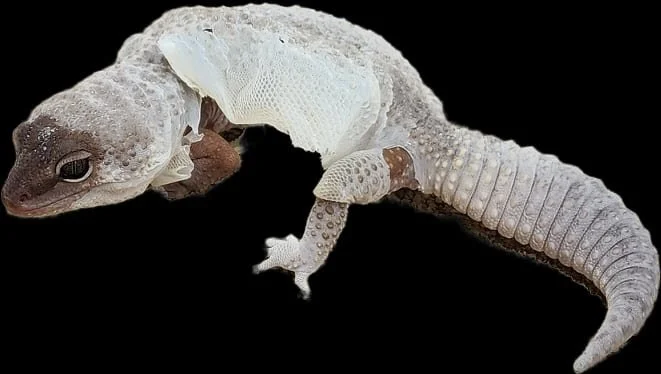 Jellybean in shed- Leopard Gecko