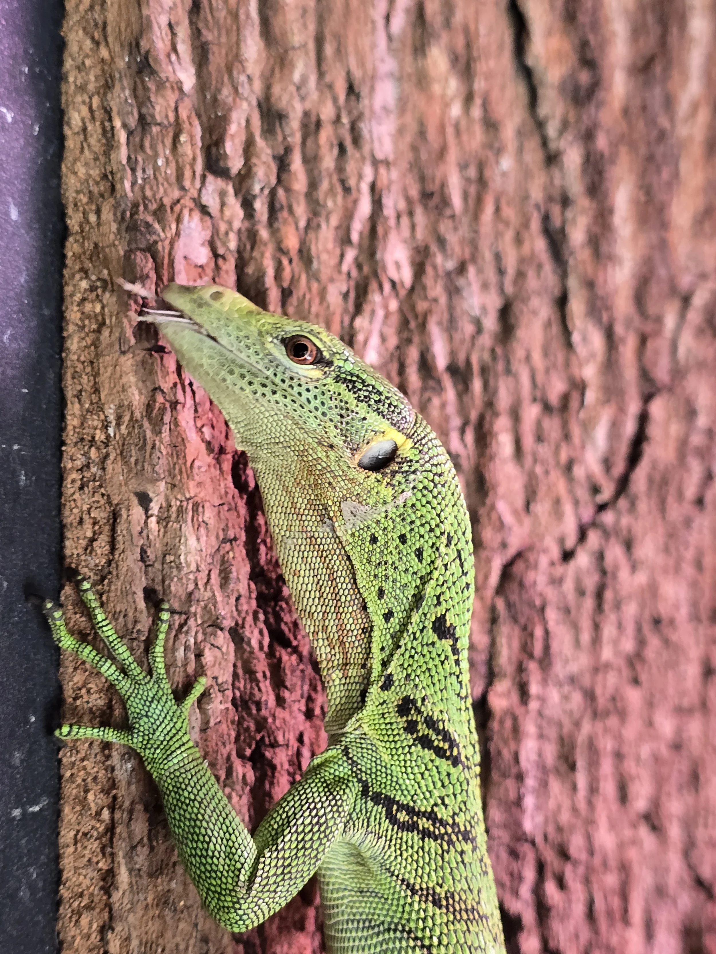 Buttercup- Green Tree Monitor