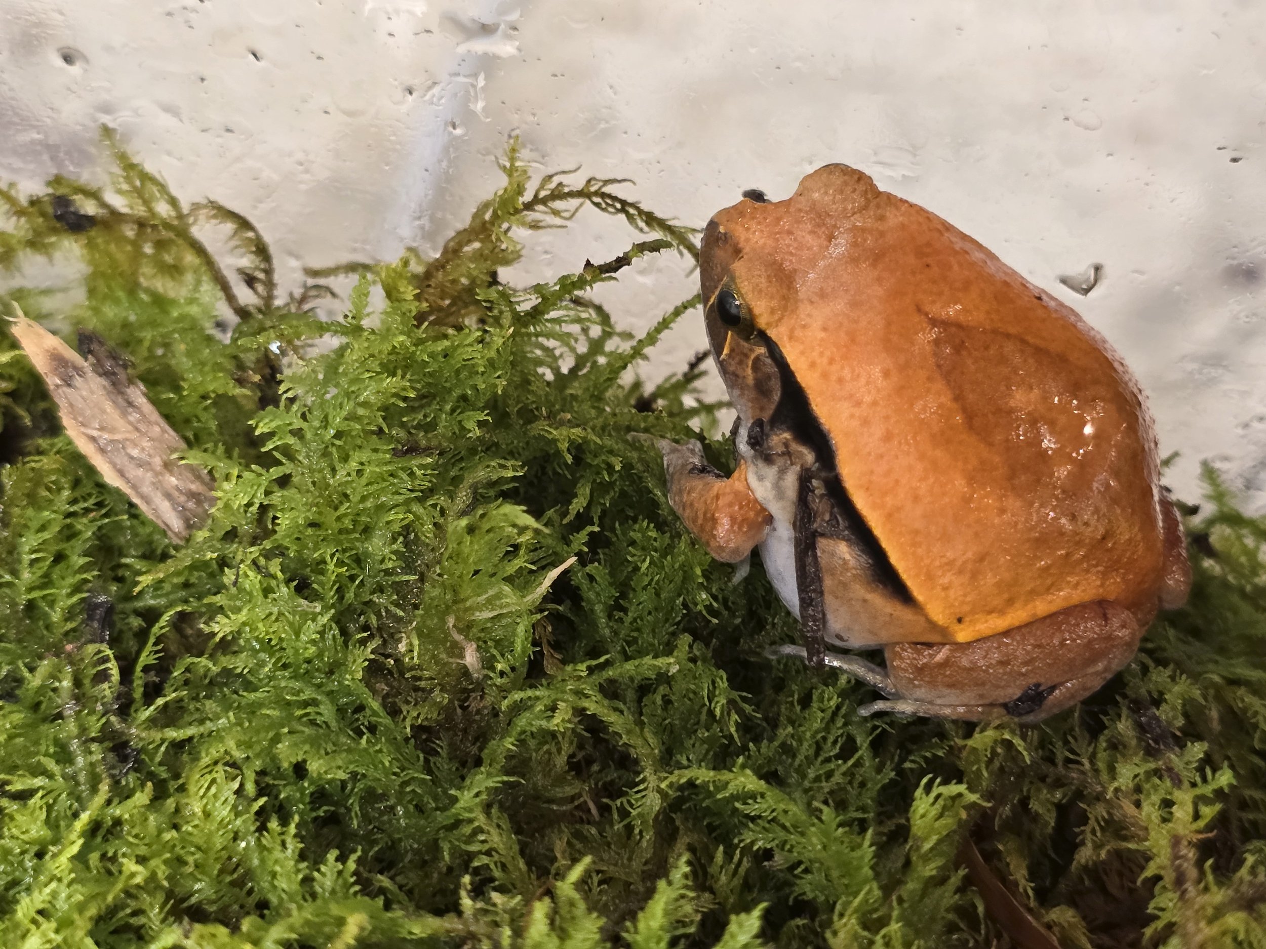 Beefsteak- Tomato Frog