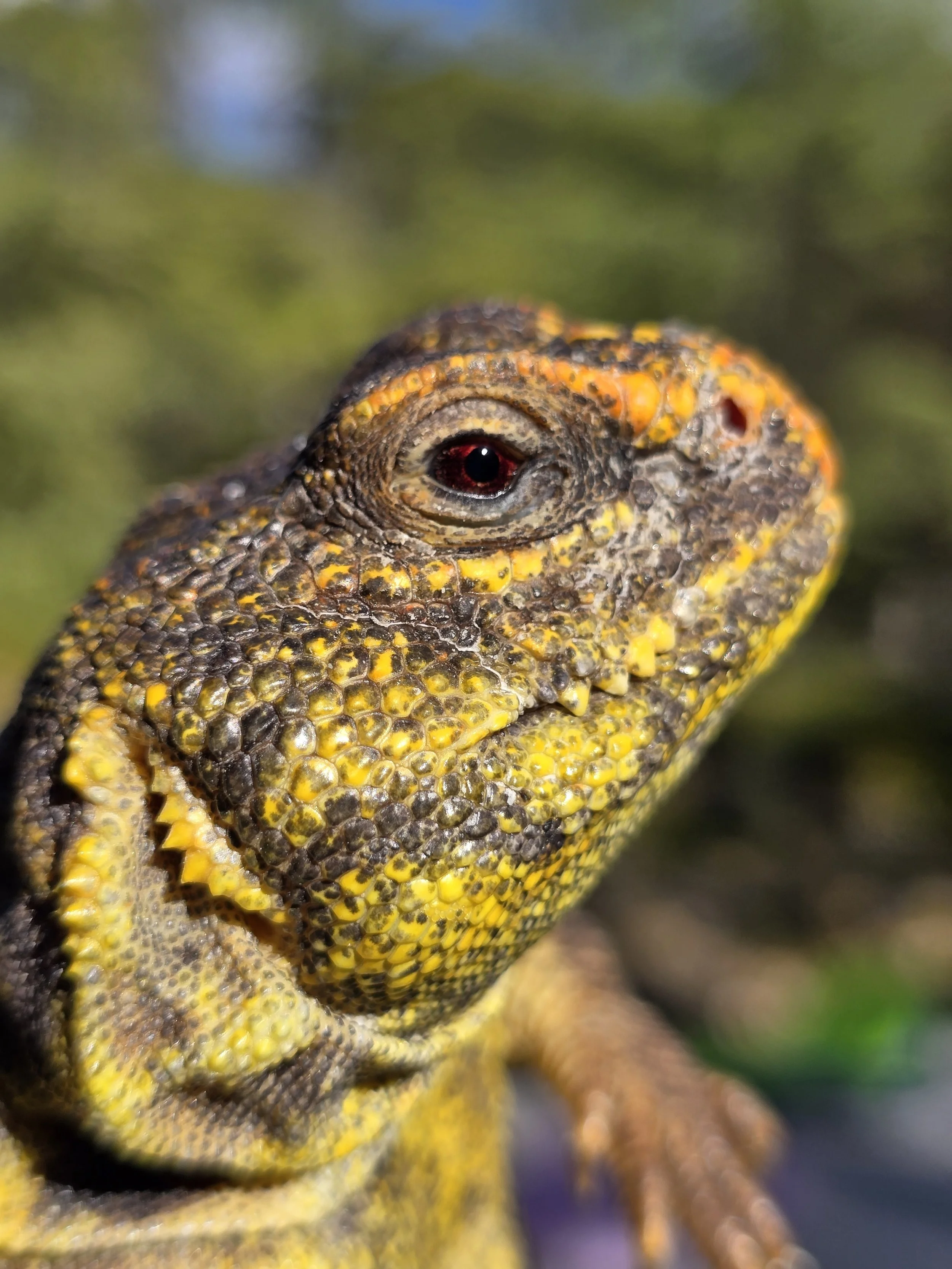 Spike- Mali Uromastyx

Ambassador Animal