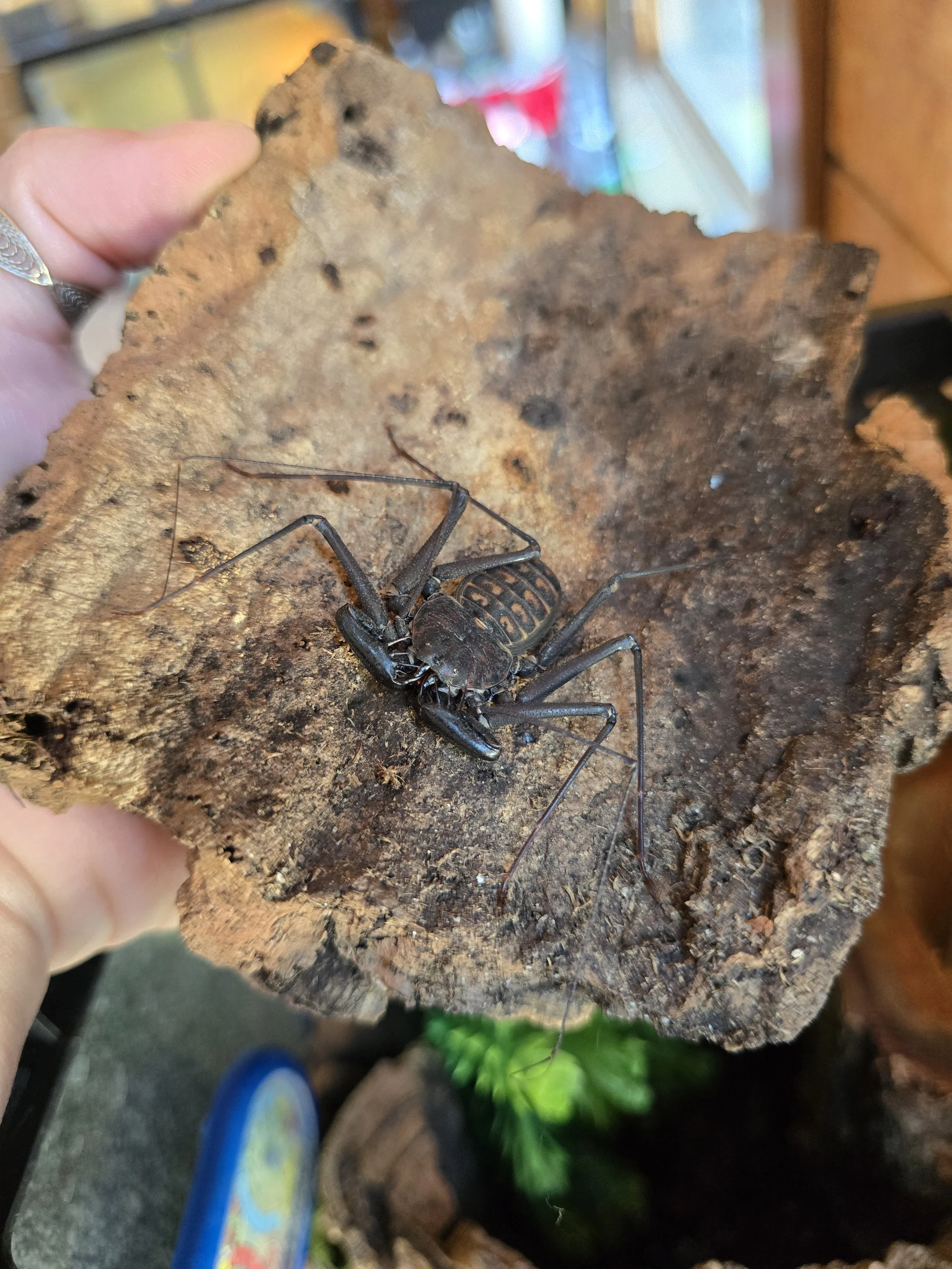Tailless Whip Scorpion
