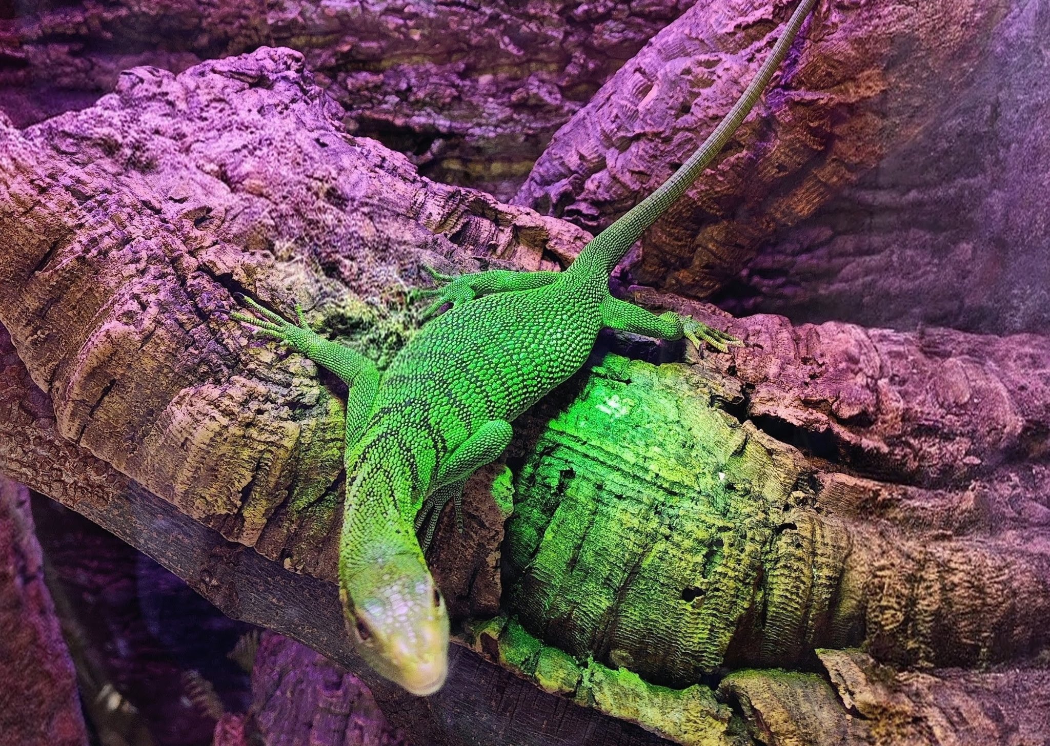 Buttercup- Green Tree Monitor
