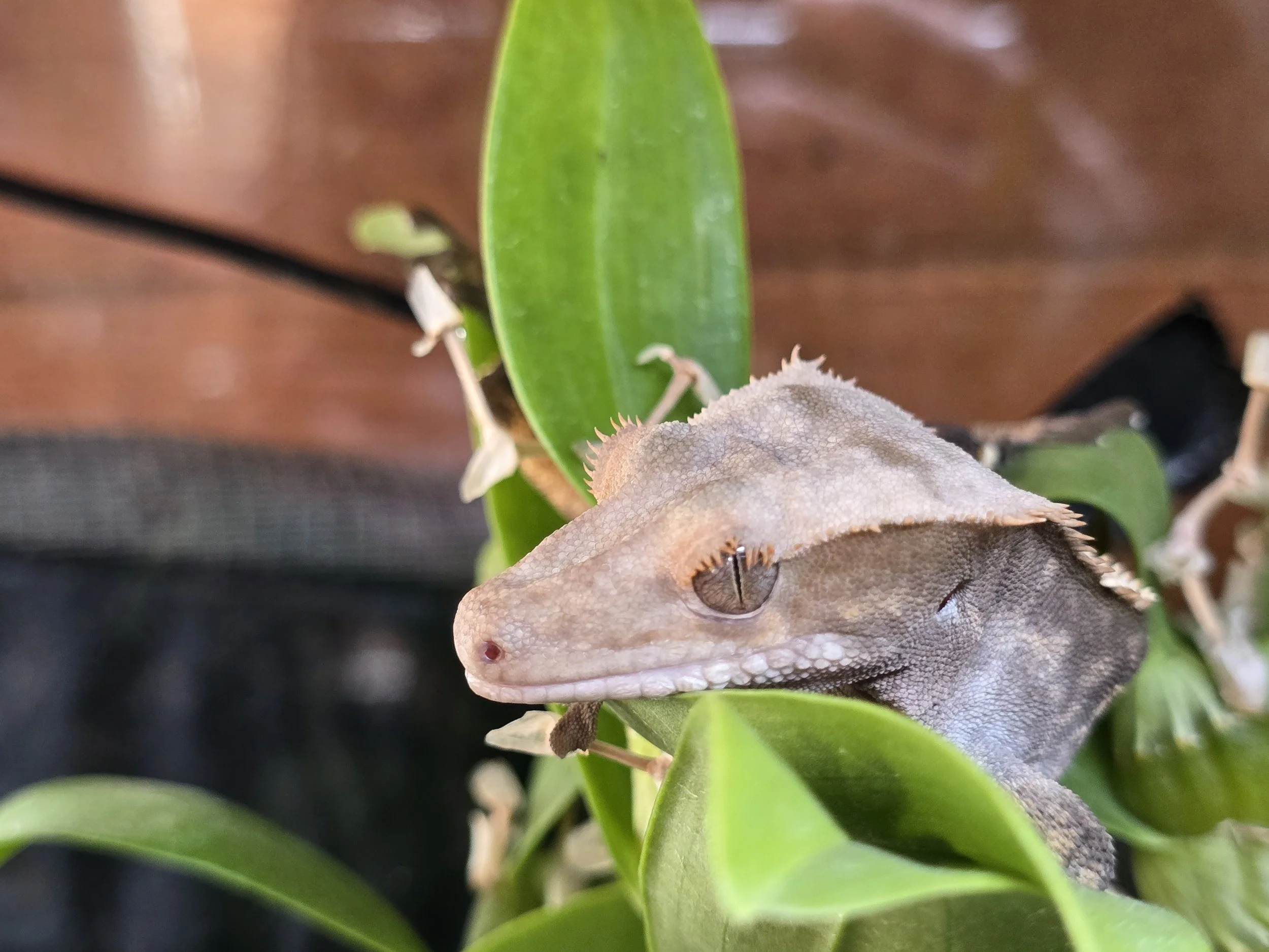Crested Gecko