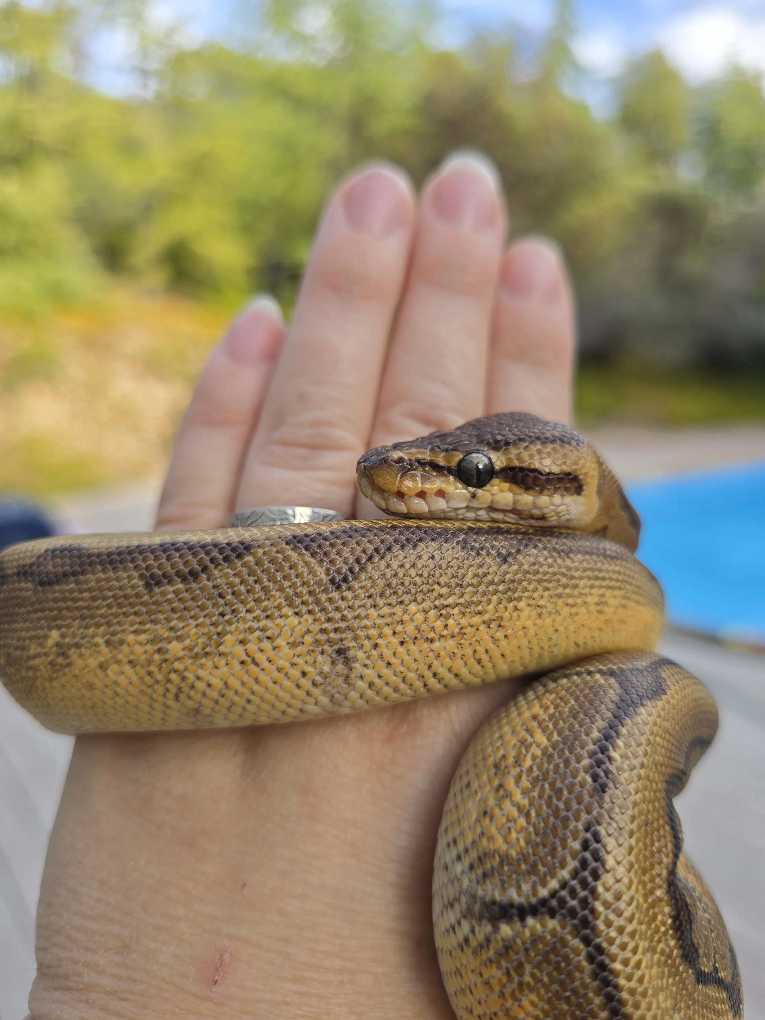 Brulee-Ball Python

Ambassador Animal