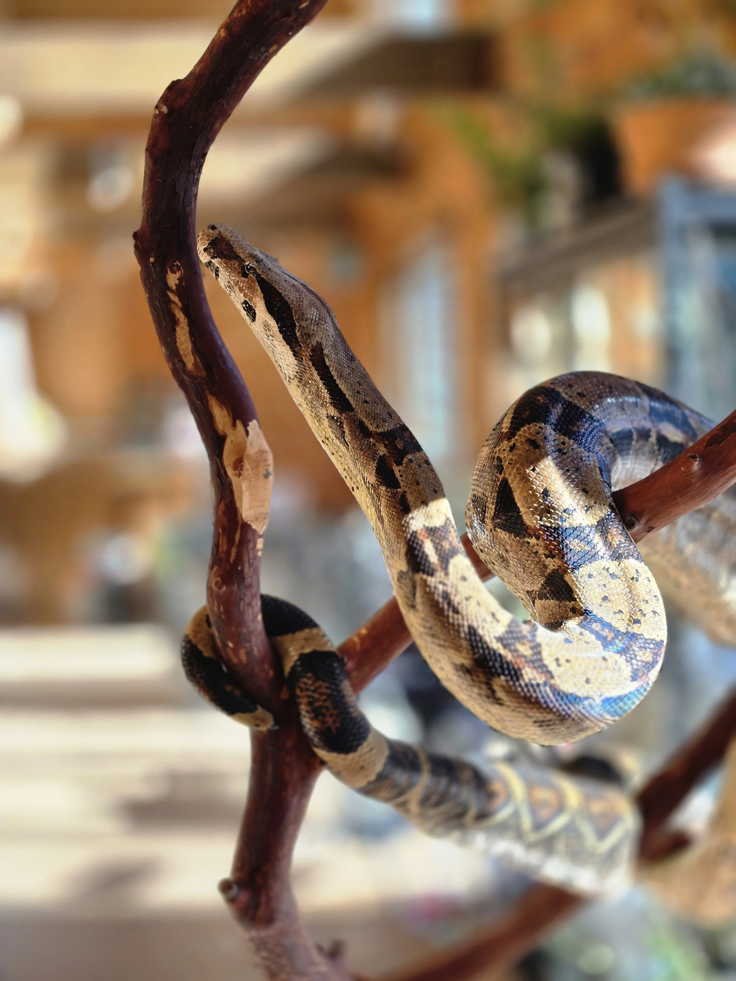 Boa Constrictor