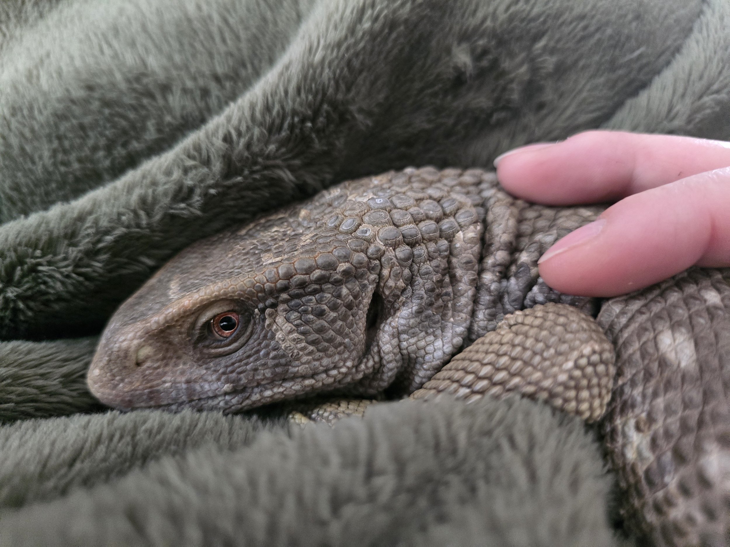 Chomper- Savannah Monitor