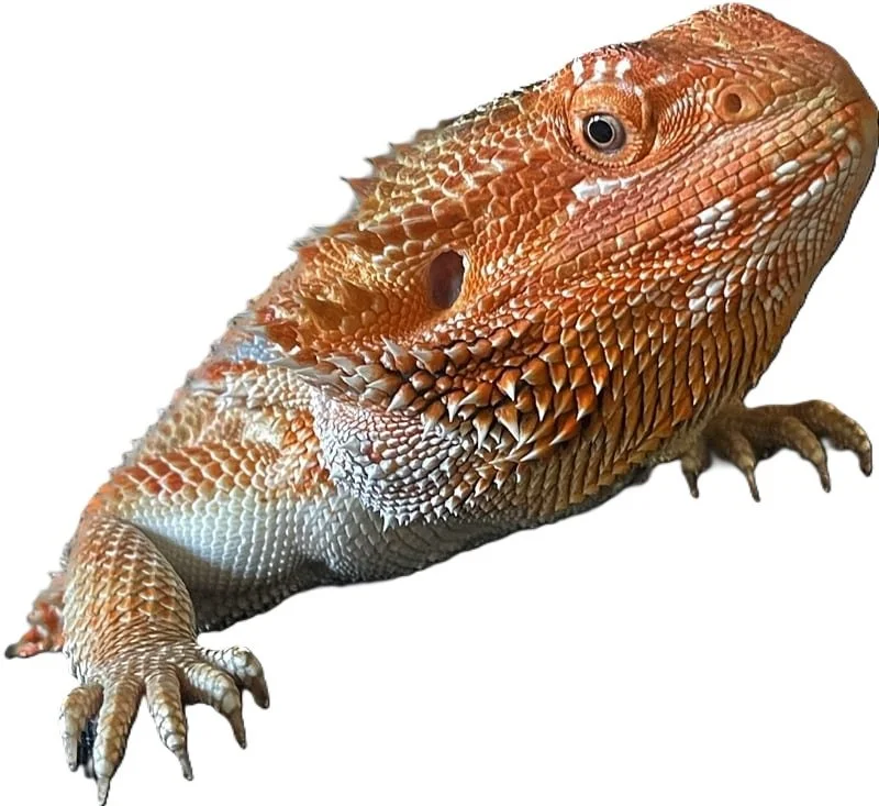 Mango- Bearded Dragon