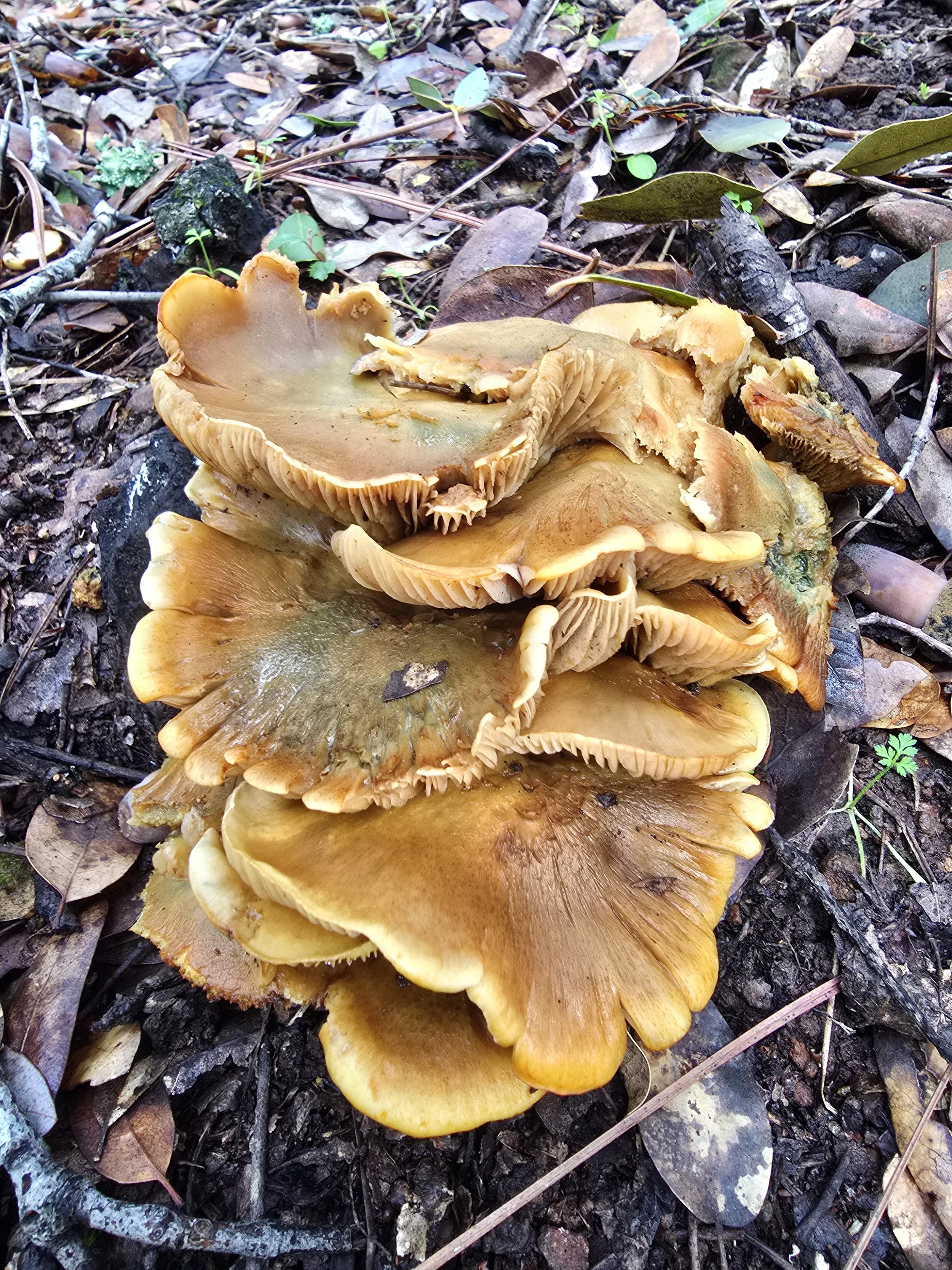 20250215_gymnopilus luteofolius TOXIC.jpg