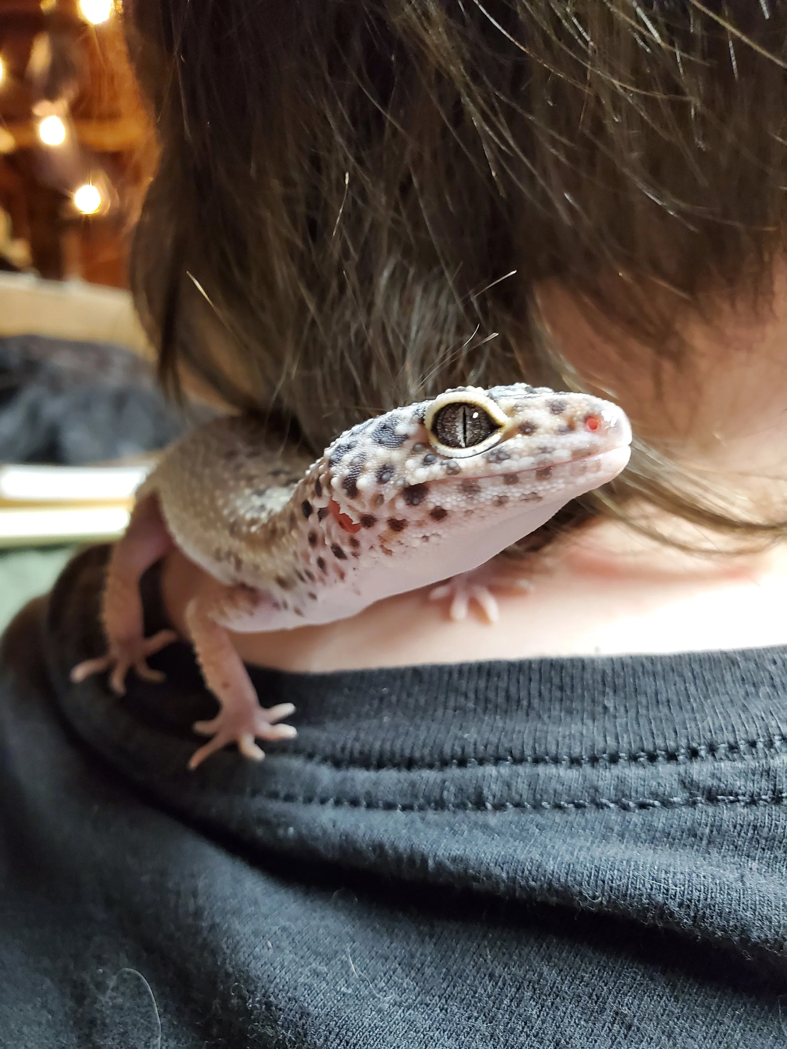 Penelope- Leopard Gecko