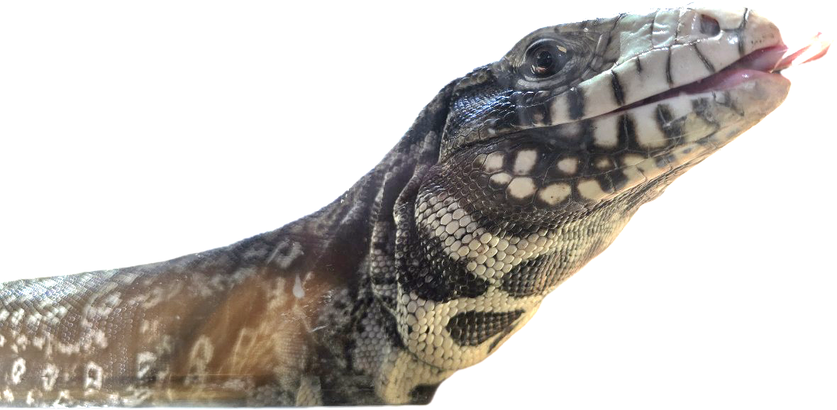Senor- Argentine Tegu