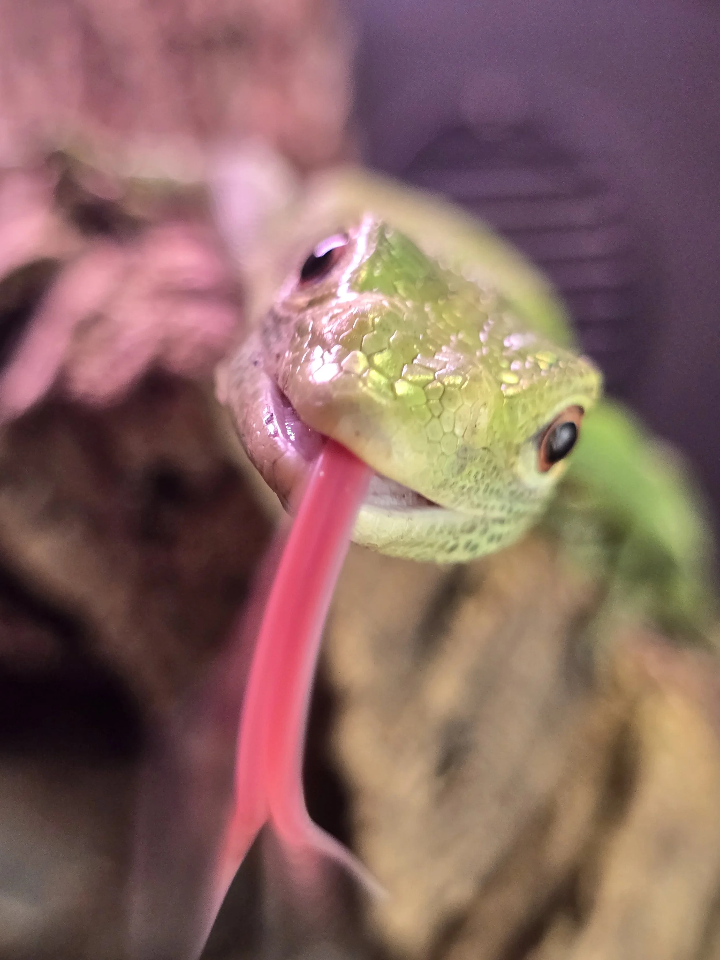 Buttercup- Green Tree Monitor
