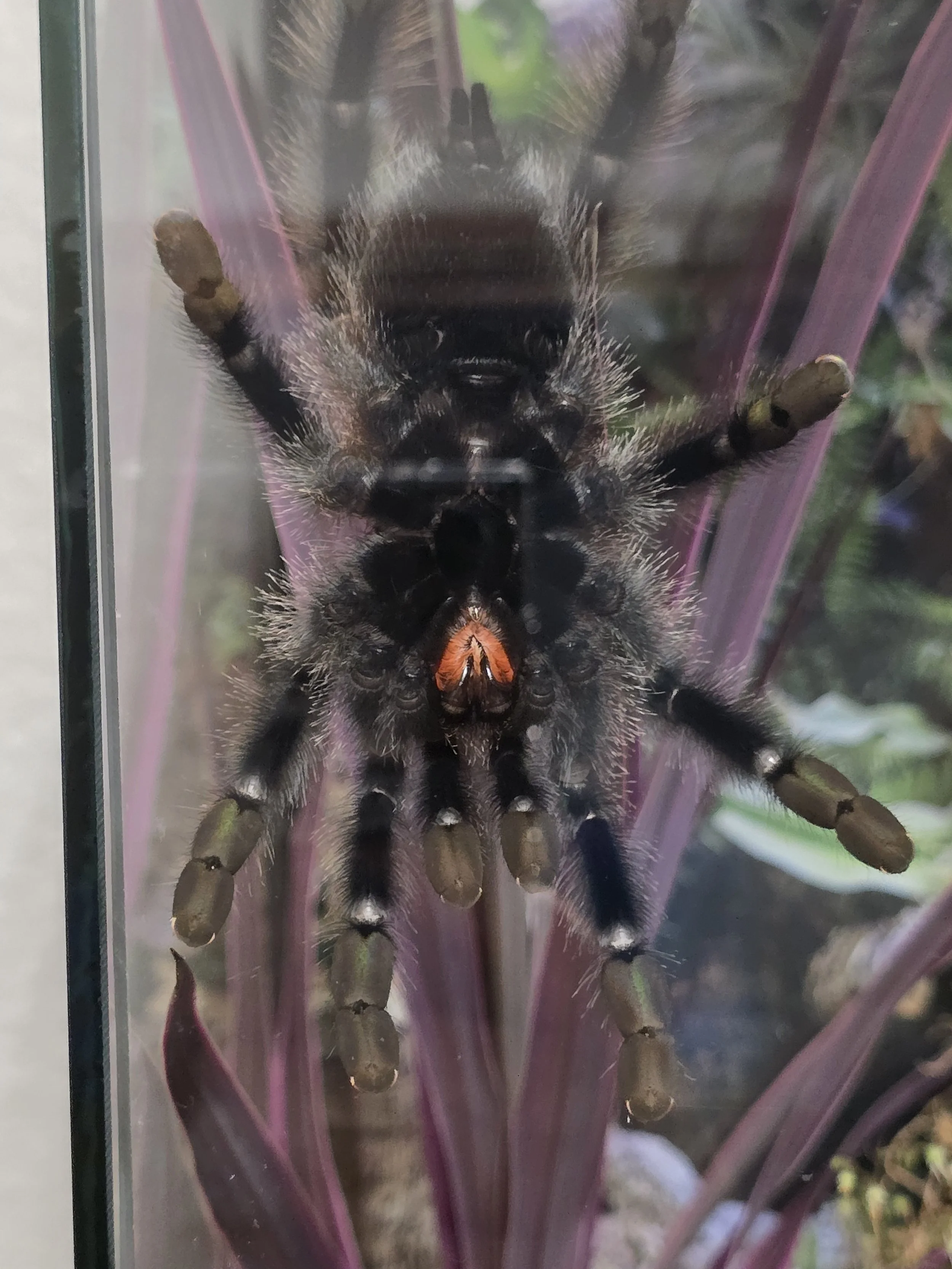 Vicky- Pink Toe Tarantula