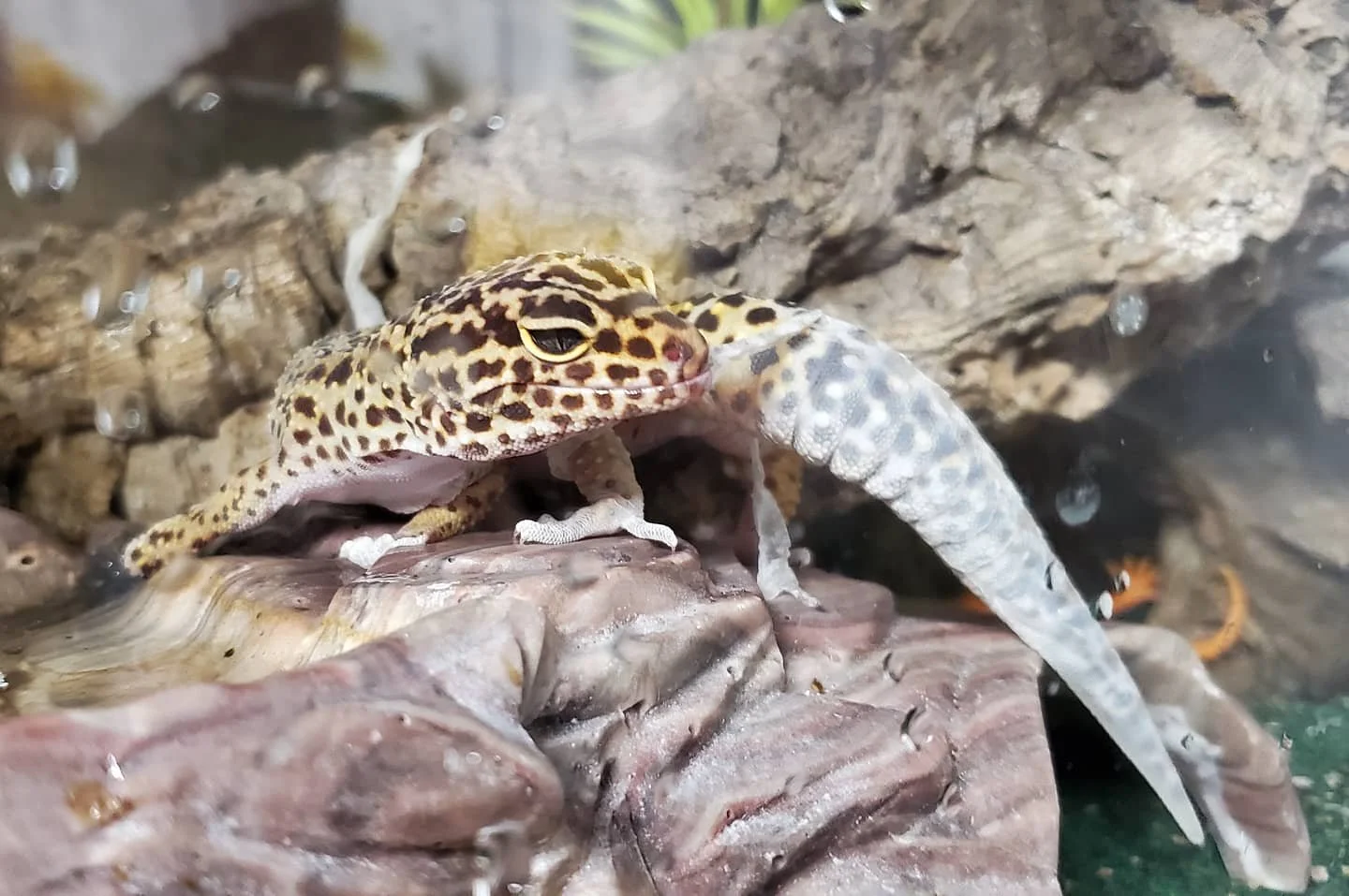 Stubby- Leopard Gecko