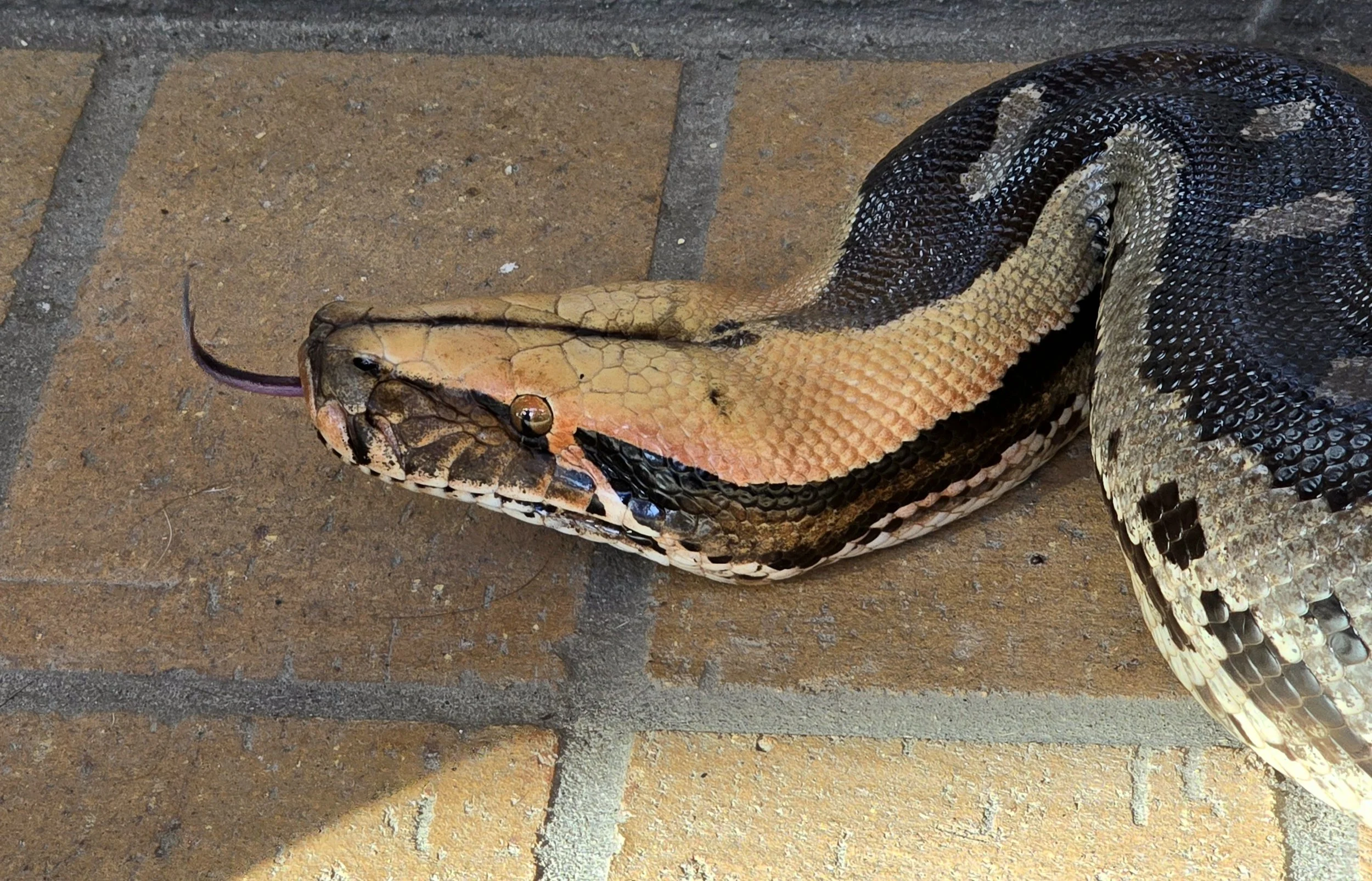 Peach- Sumatran Short-Tailed Python
