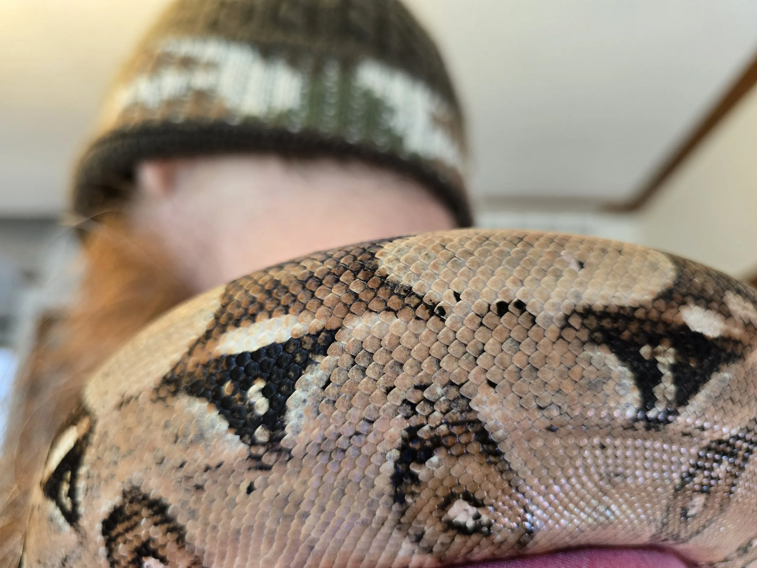 Lucky- Boa Constrictor