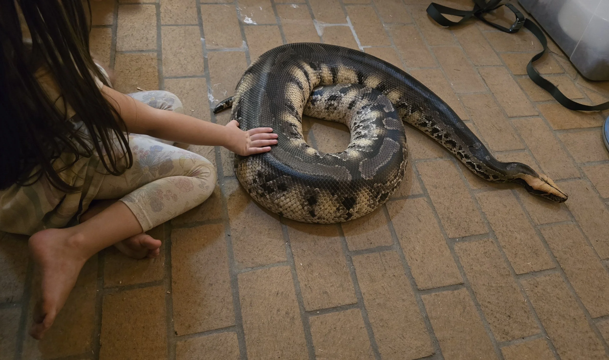 Peach- Sumatran Short-Tailed Python