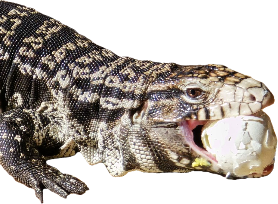 Senor- Argentine Tegu