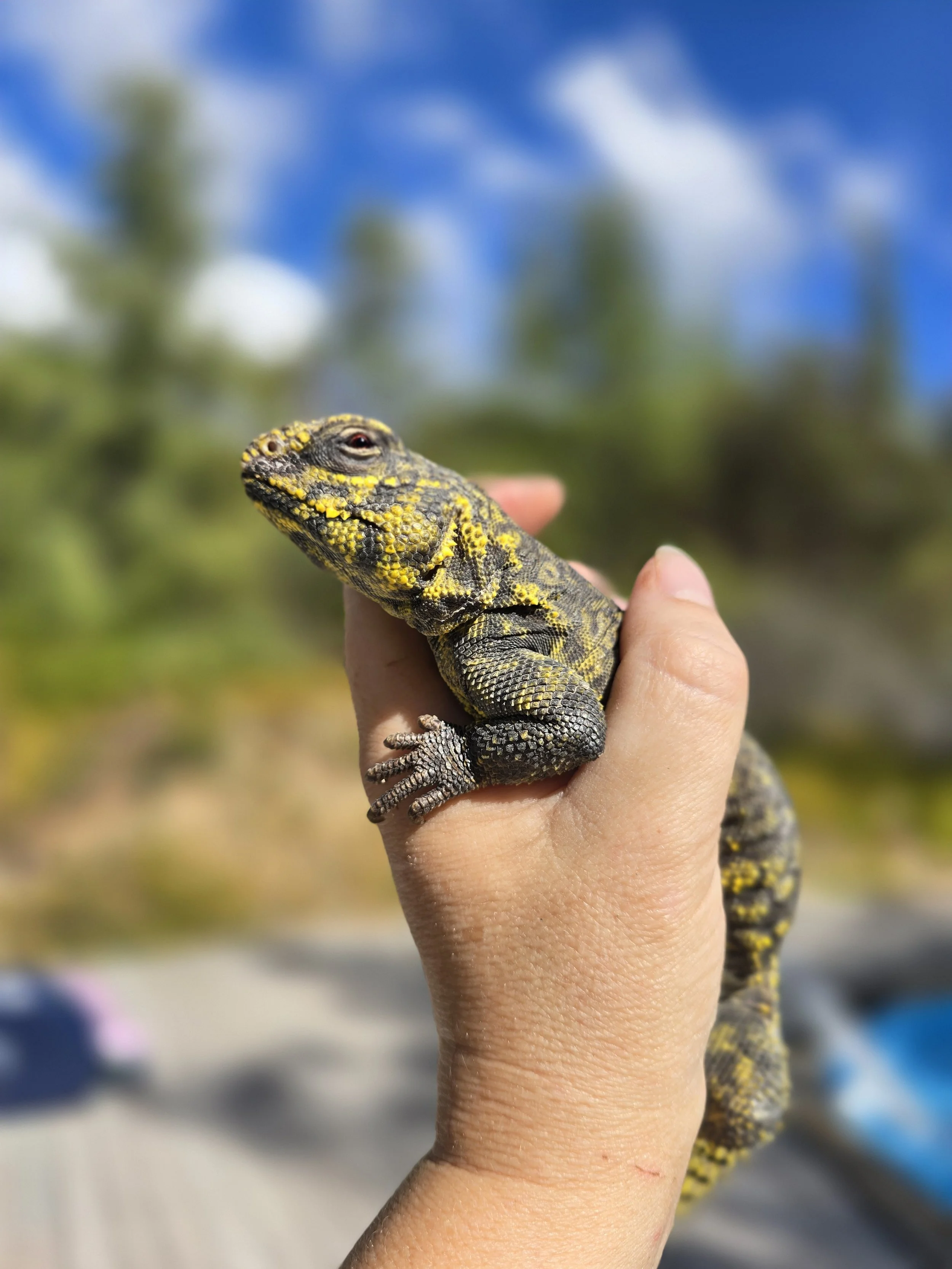 Flickie- Saharan Uromastyx