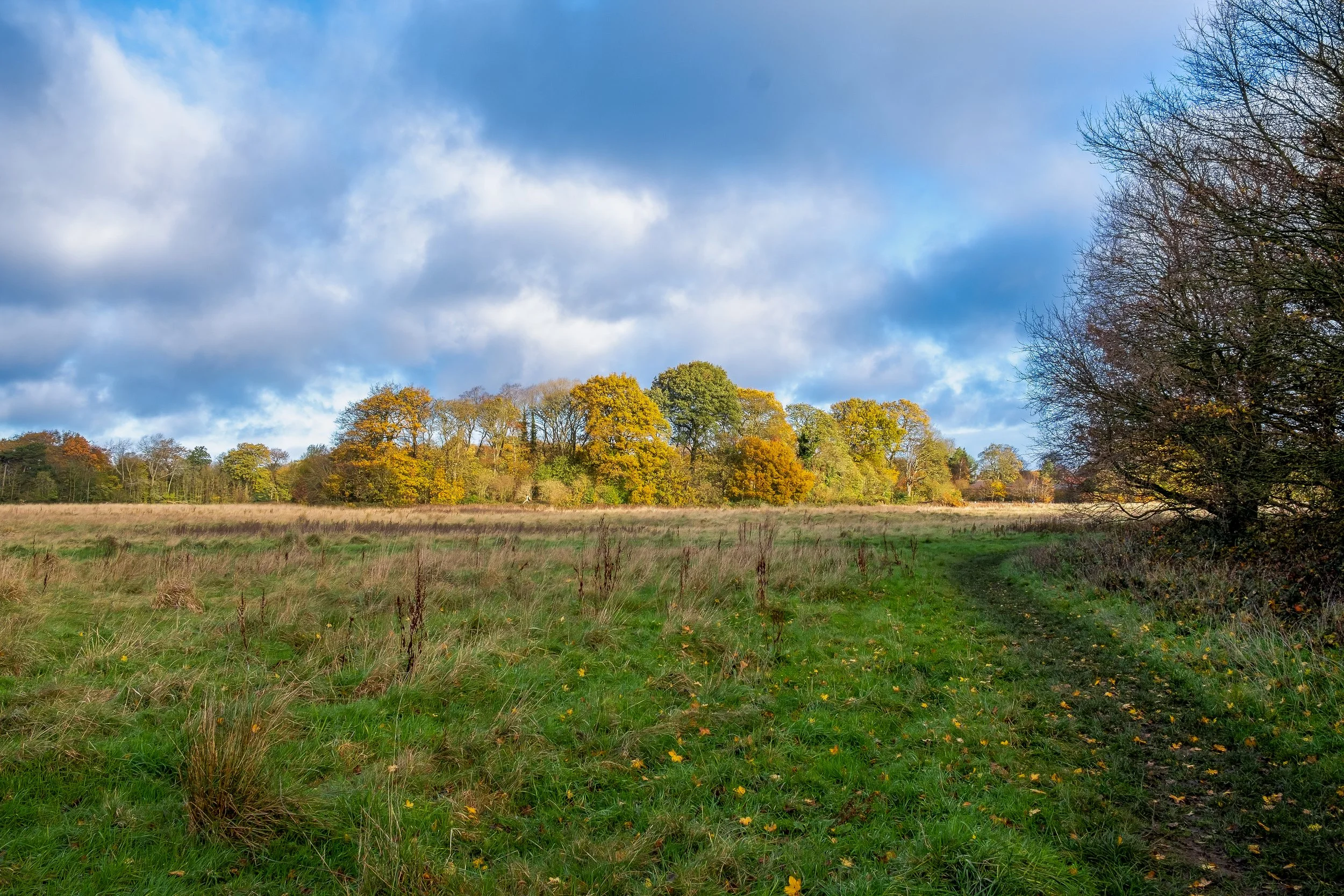 18 CP. Walkers Path. Looking across to the last woods before you get to Croxteth Hall Lane.