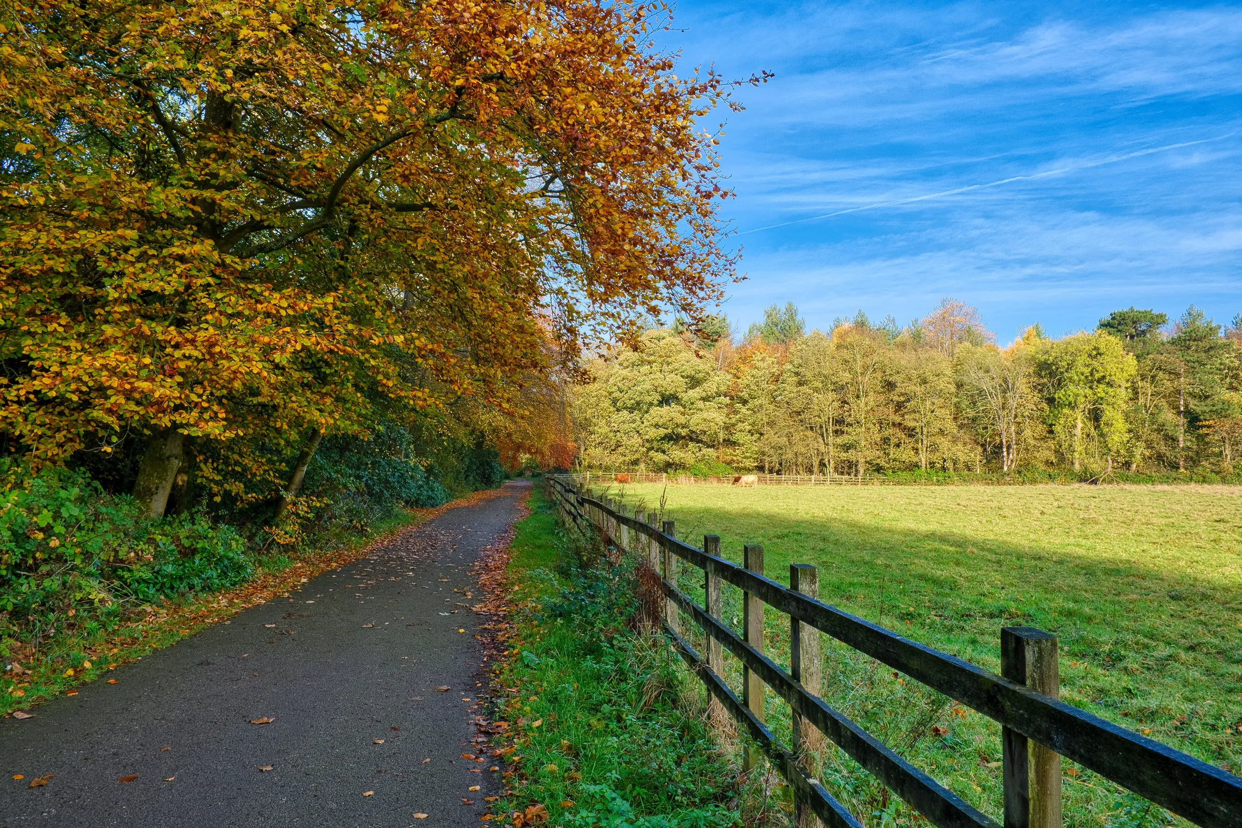 4 CP. Autumn Walk. A Fuji X-T3 camera using the film simulation Provia, really brings out the WOW in the colors.