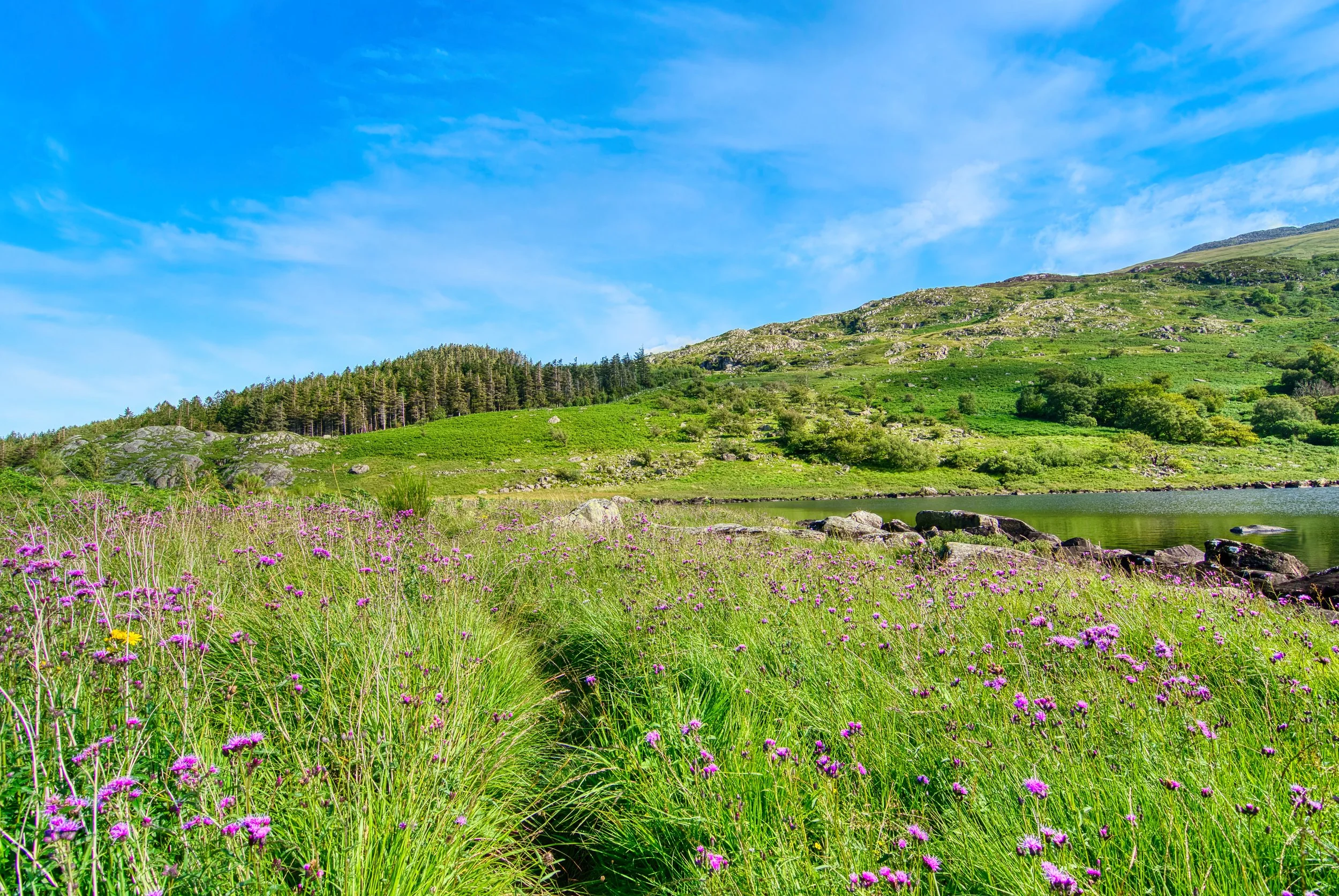 Llynnau Mymbyr Thistles 2015. Sit on the rocks for awhile and take in the fantastic views or just walk down the lake.
