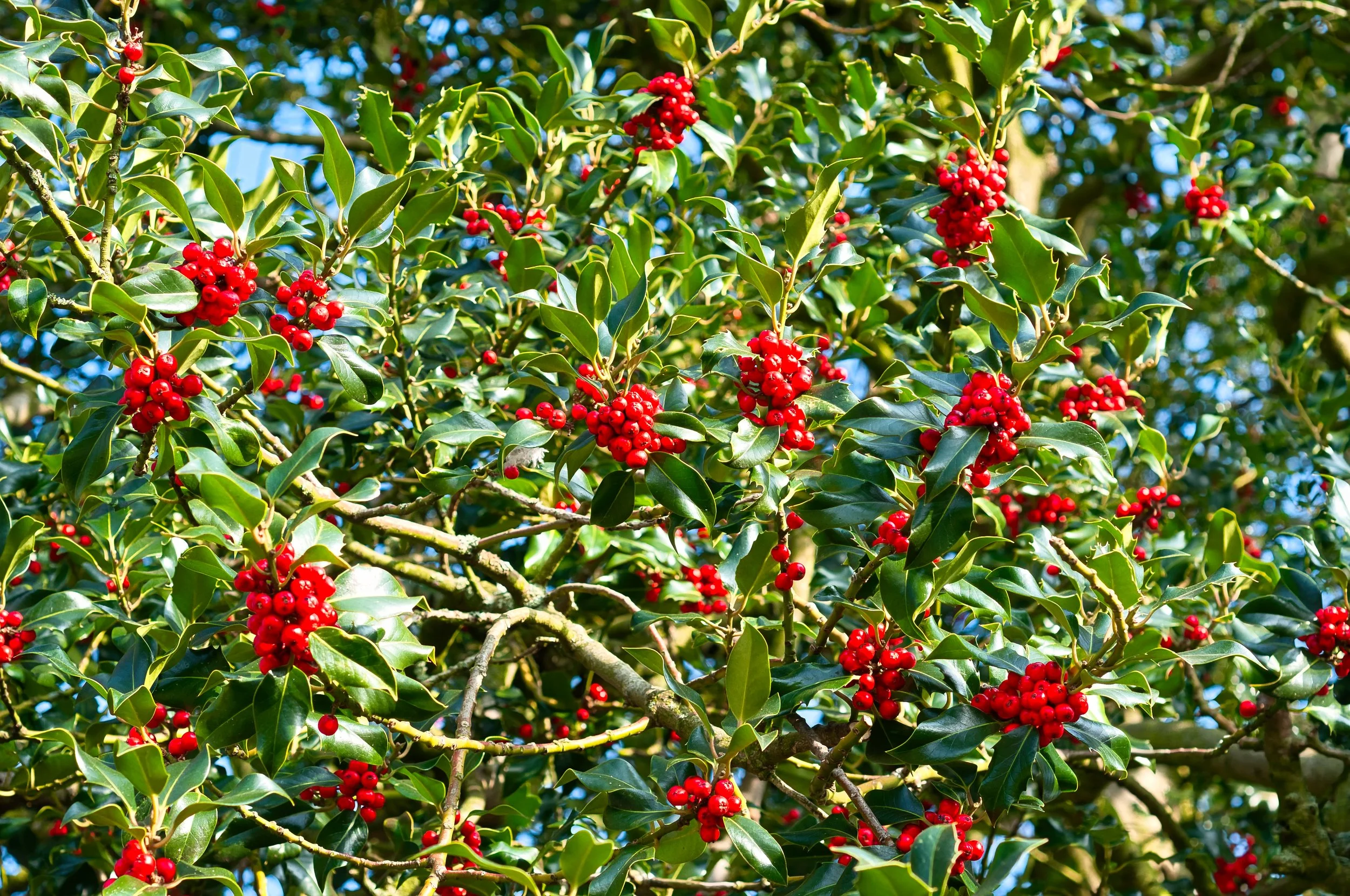 Croxteth Park Red Berry's 2013. Look like holly berry's, anyway nice red against green.