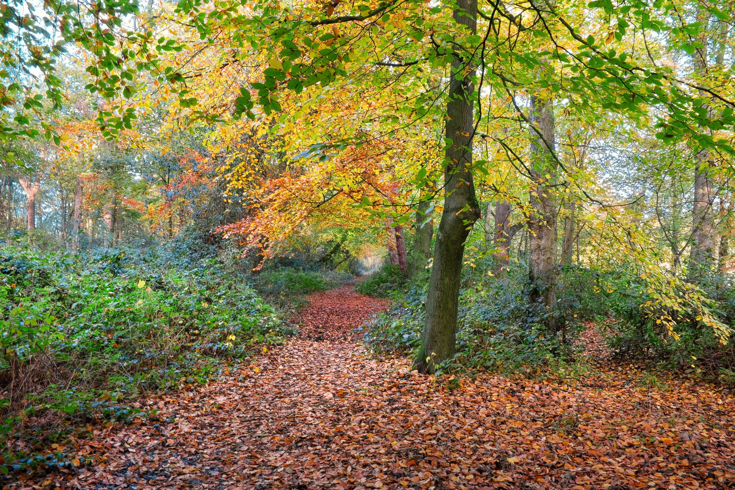 3 CP. Autumn Walk. The amazing colors of Autumn, are only a passing phase of the season, you have to choose the best time to capture the awesome colors. Usually the last week of October and the first two weeks of November.