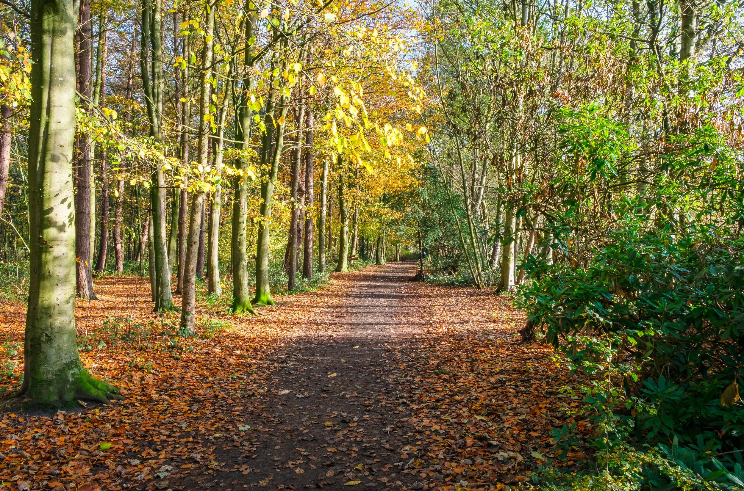 6 CP. Autumn Walk. The walk along this path takes you through trees that reach straight up to get to the sunlight. It is a quiet area to explore in the woods, mostly free from any undergrowth.