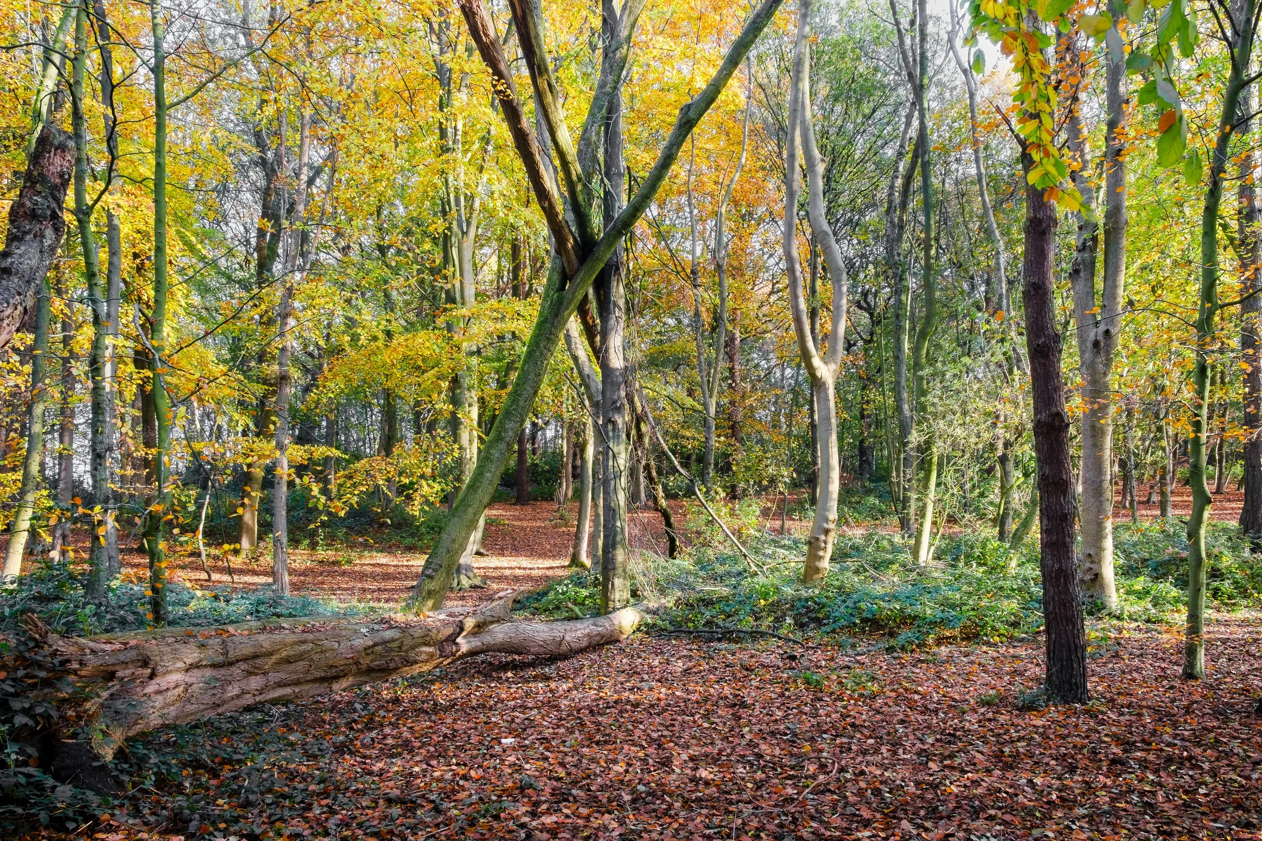 8 CP. Autumn Walk. Maybe the Spirit of the Forest had something to do with the way the trees have fallen.
