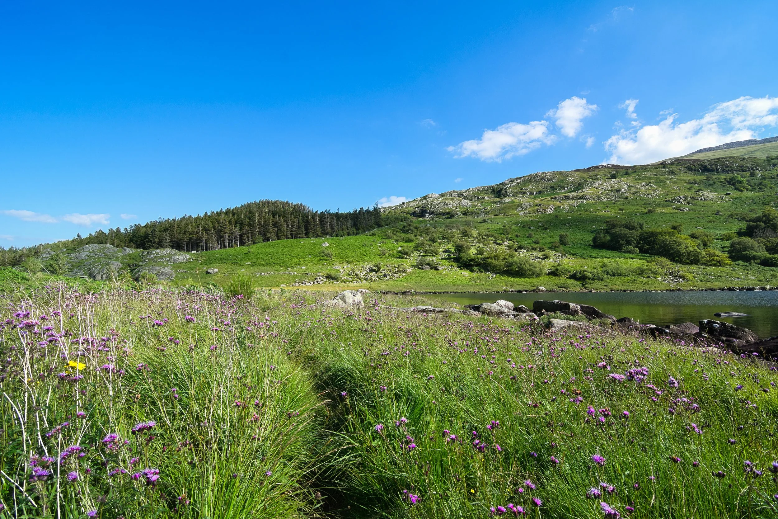 34 NW. Thistle Walking. Along Llynnau Mymbyr, a nice walk.