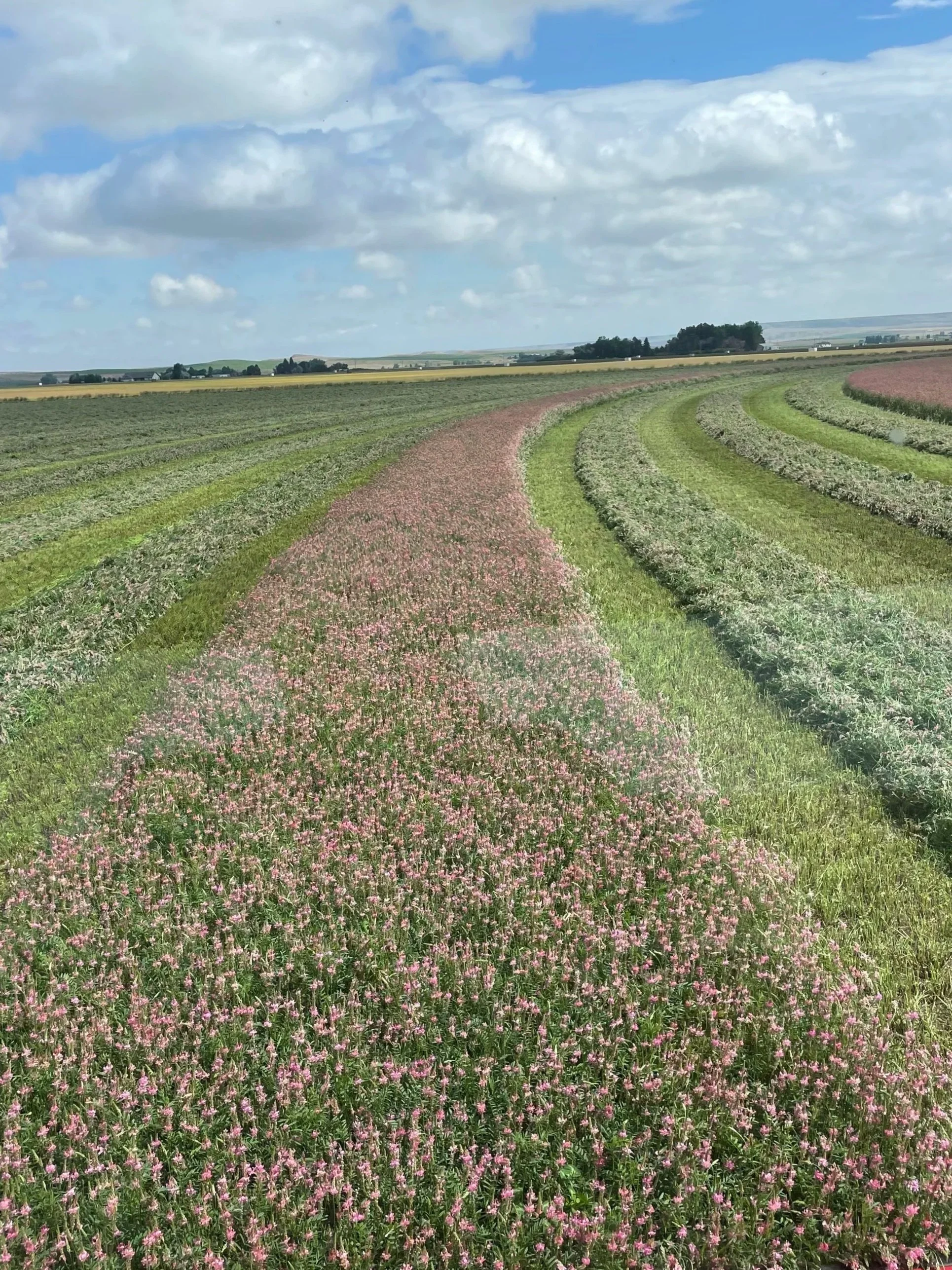 sainfoin field Bighorn Basin