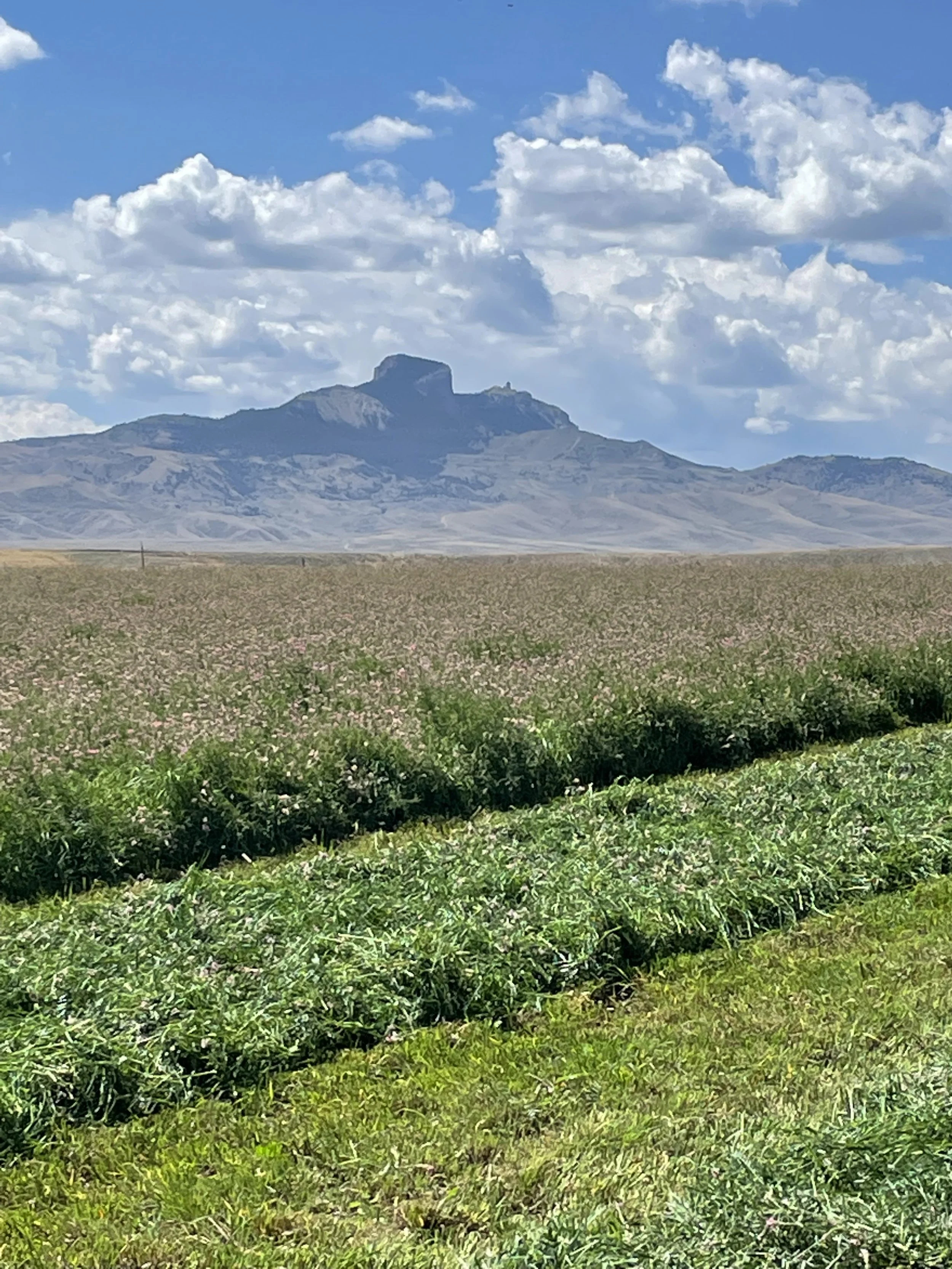 sainfoin flowers in bloom