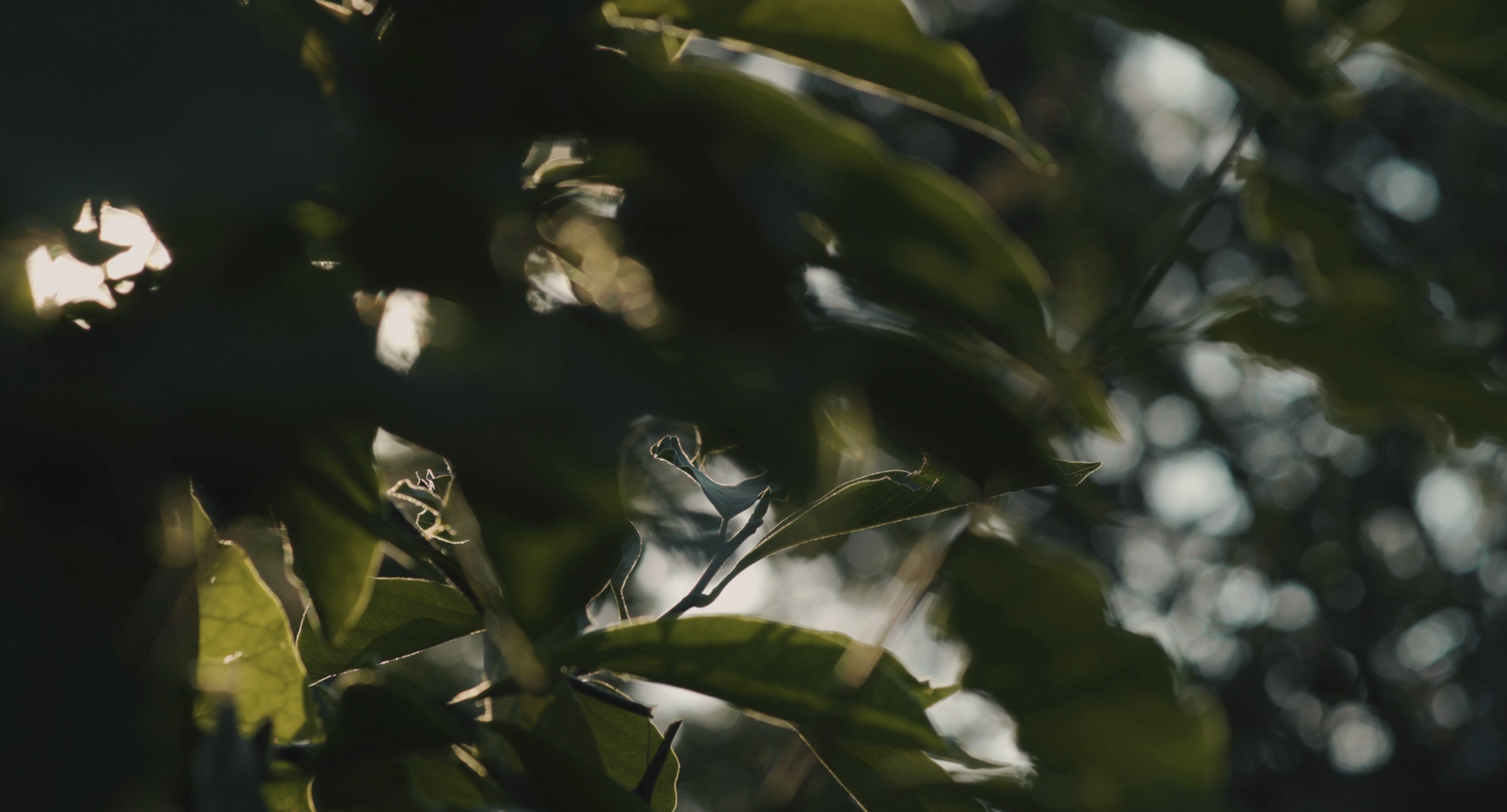 Screenshot 2025-12-29 at 1.27.38 PM.png