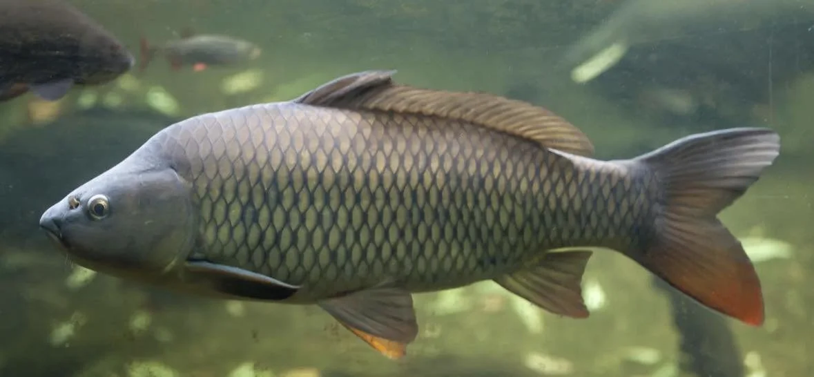 Cash for Carp Fishing Tournament