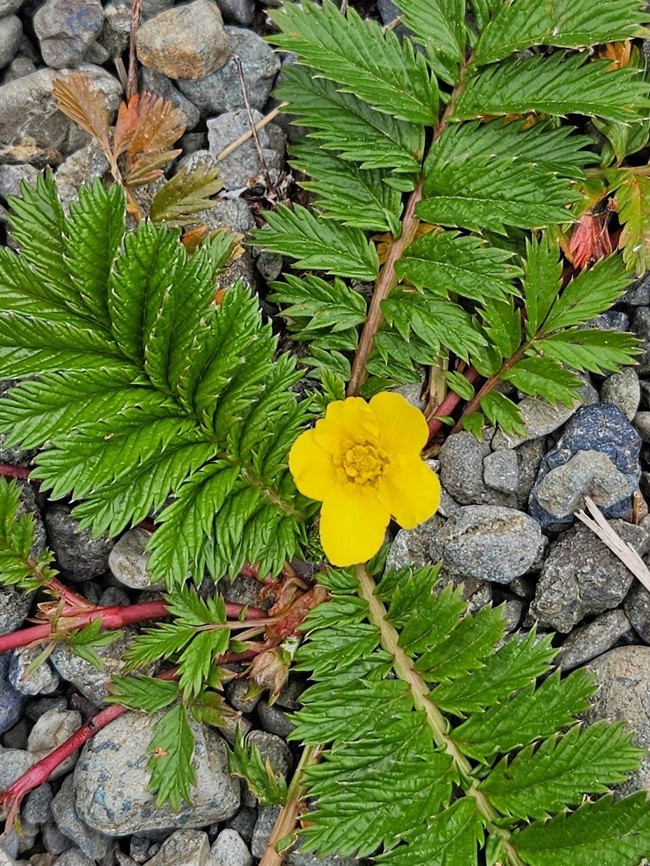 1 Day Mindfulness in Nature Retreat- Multiple Locations