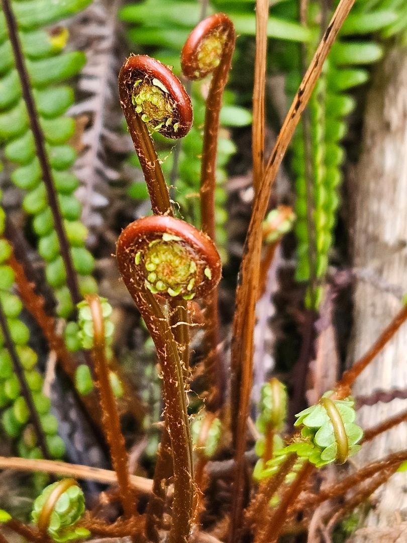 6 mth Training- Nature Connection Facilitator