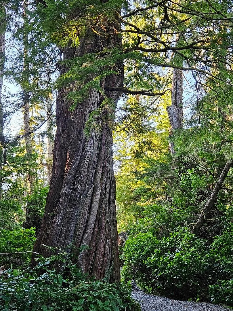 Nature Connection Facilitator- Certification Program