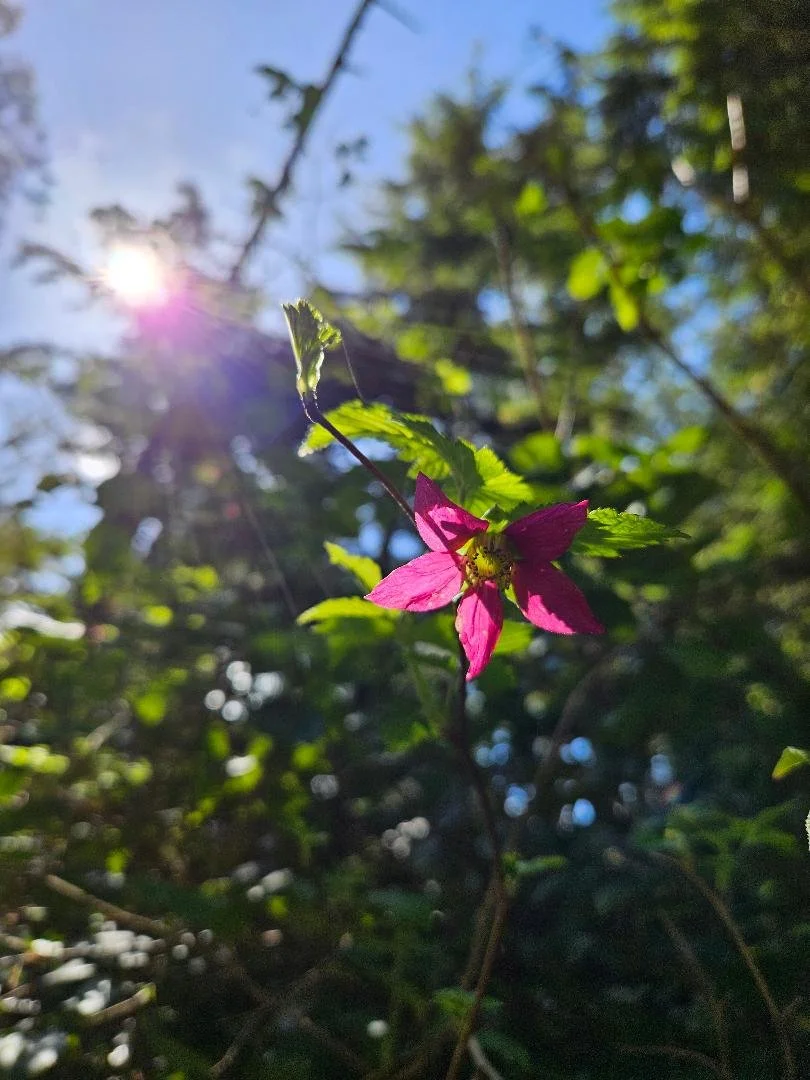 Seasonal Wisdom- Learning Circle (Annual package)