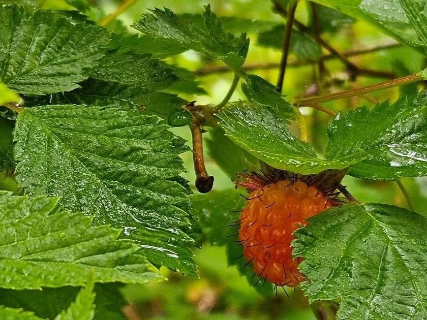 Seasonal Wisdom- 3 Learning Circles (SUMMER)
