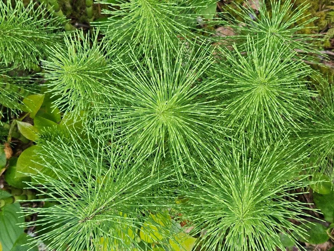 Seasonal Wisdom- Learning Circle (SPRING ONLY)