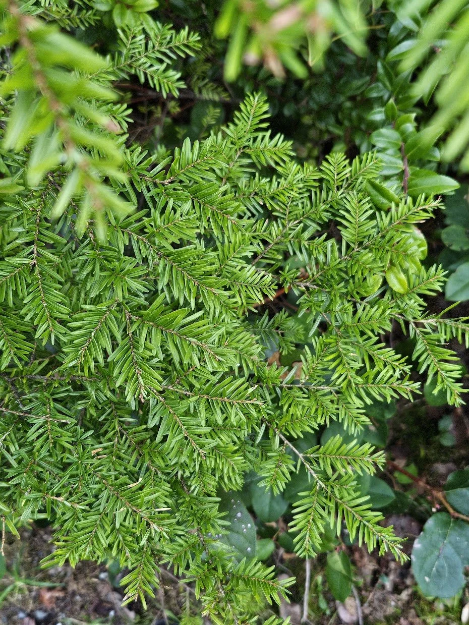 Nature Connected Rest and Repair - Half Day