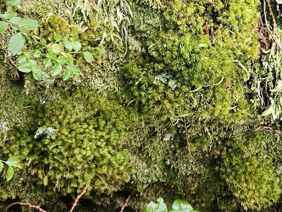 Ecosystem Advantage for High Performance Teams - Multi Day