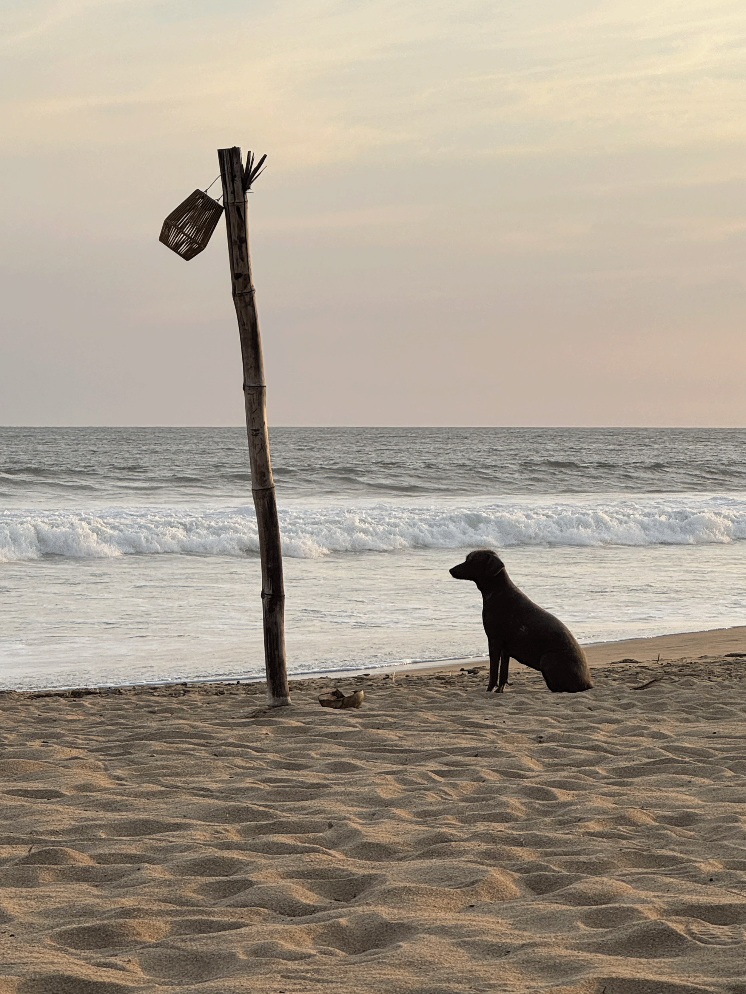 Dog on Beach in Zipolite