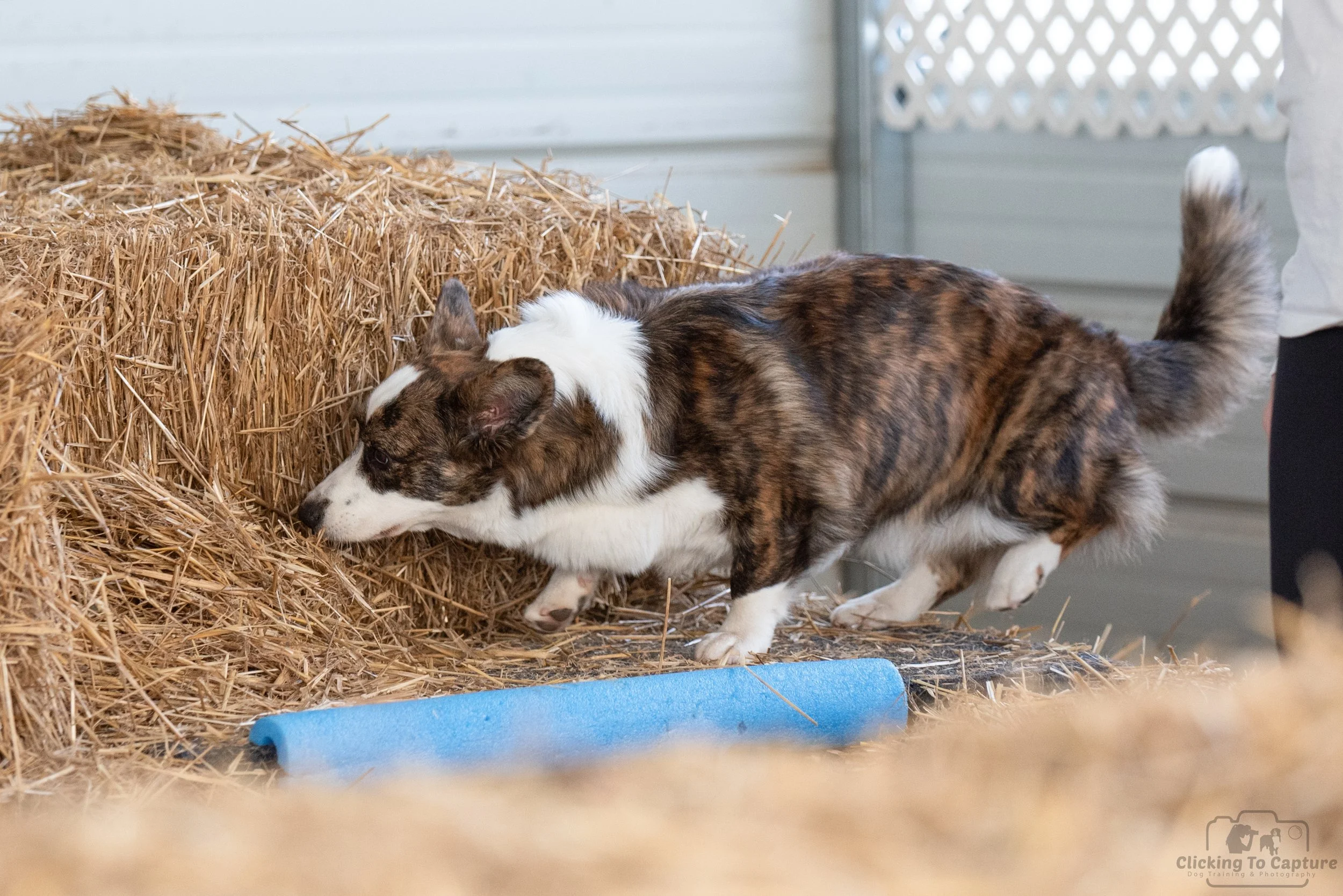 Finch barn hunt Nov 23 3.jpg