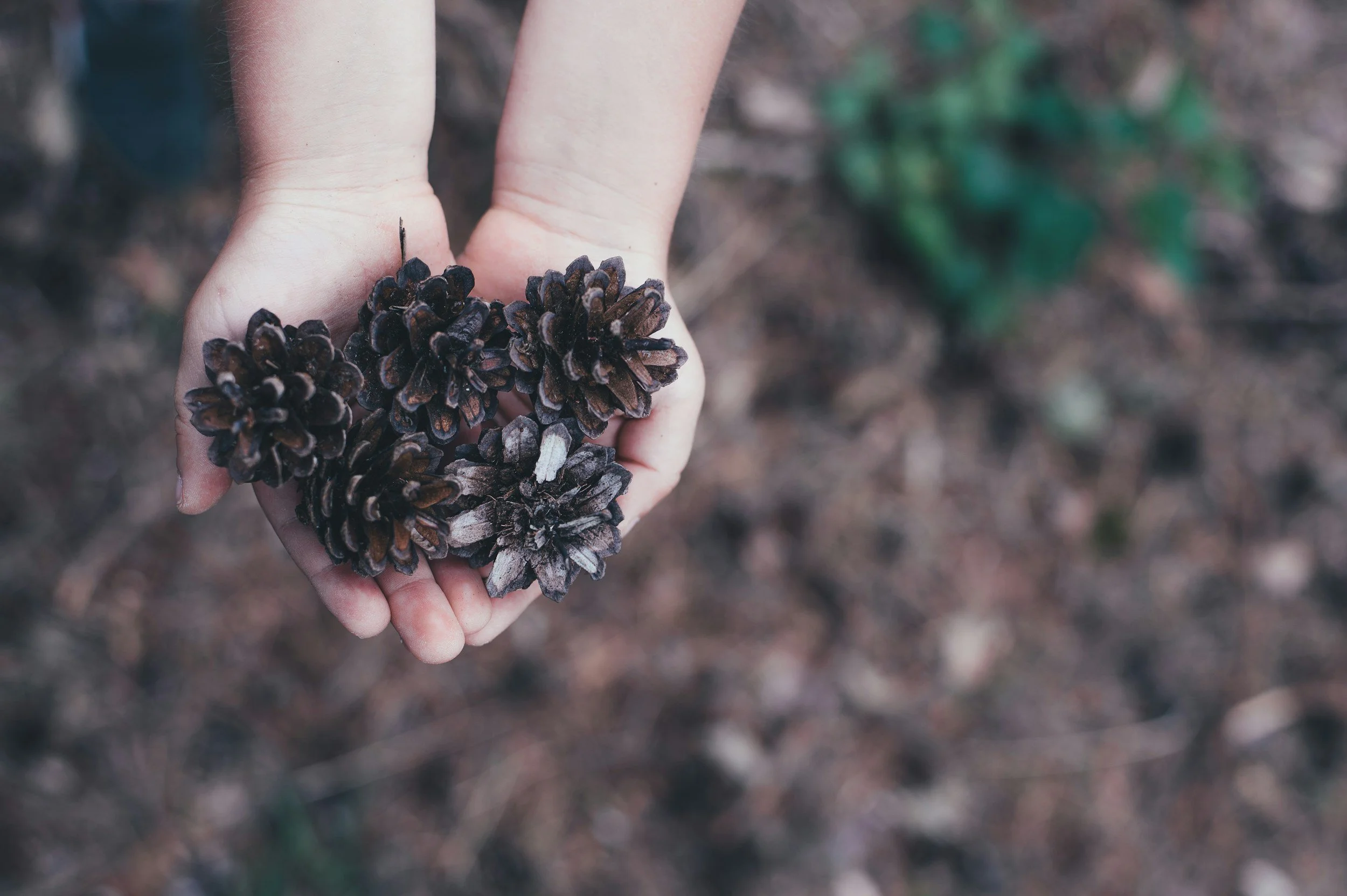 Person holding four pinecones in their hand outdoors.