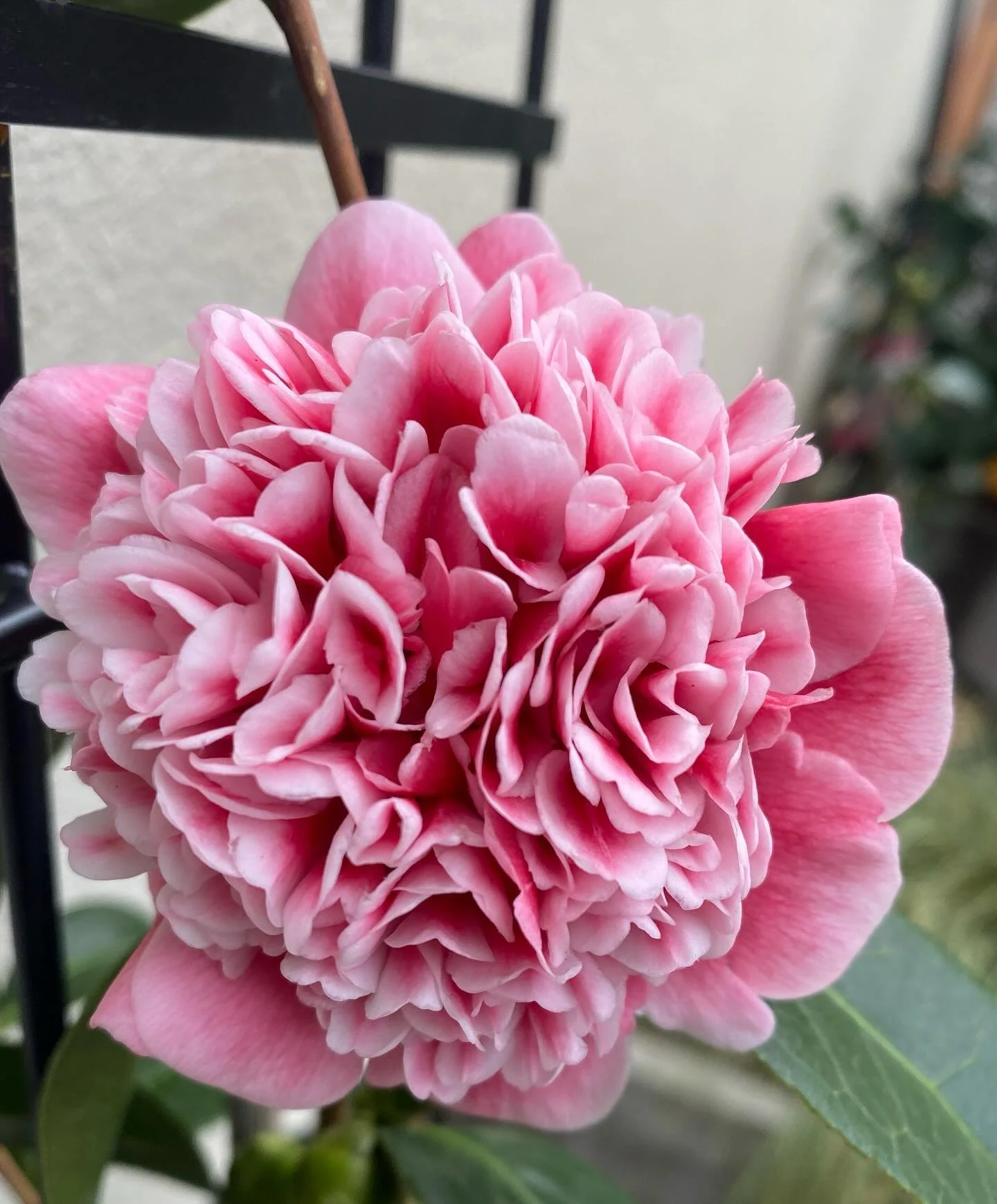 Sunday enjoying our first camellias 😊 #camelias #sharenature