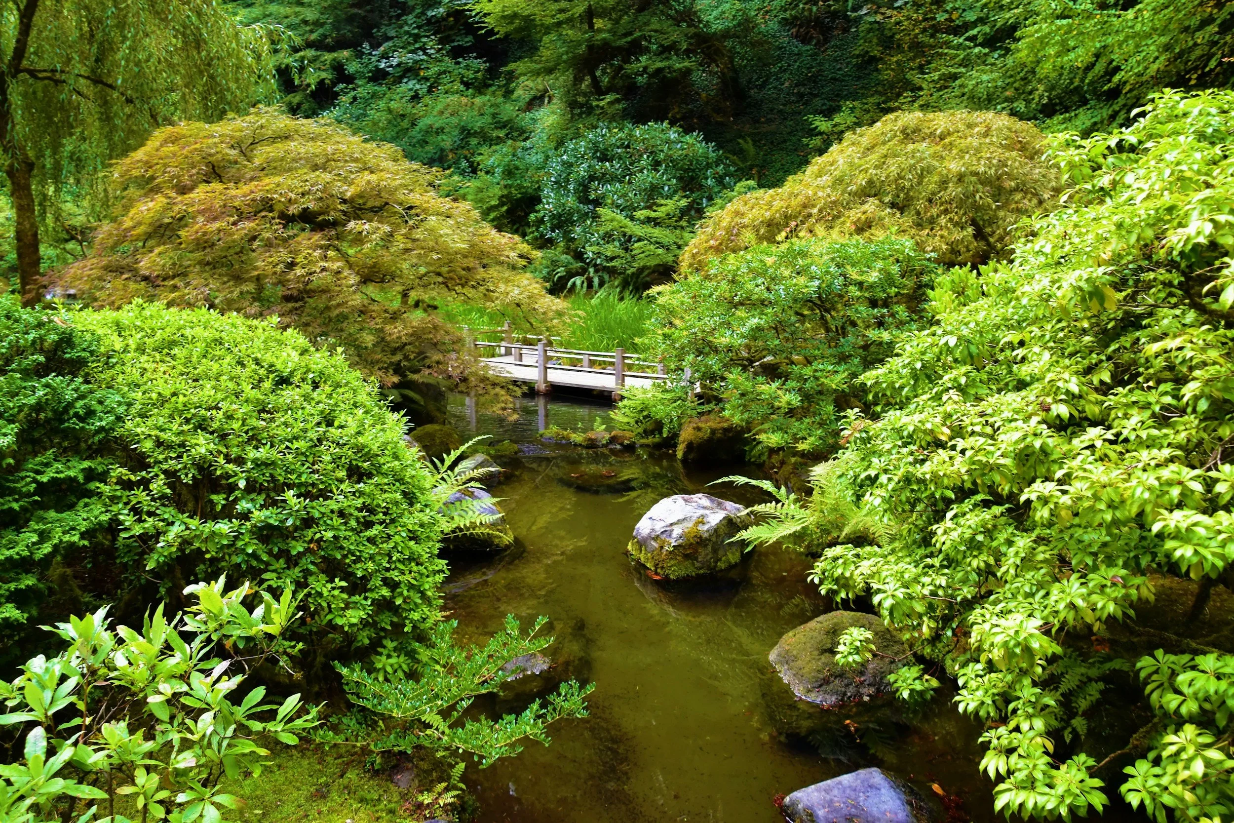 A lush, green garden with various shrubs and trees surrounding a small pond with rocks and a wooden footbridge.