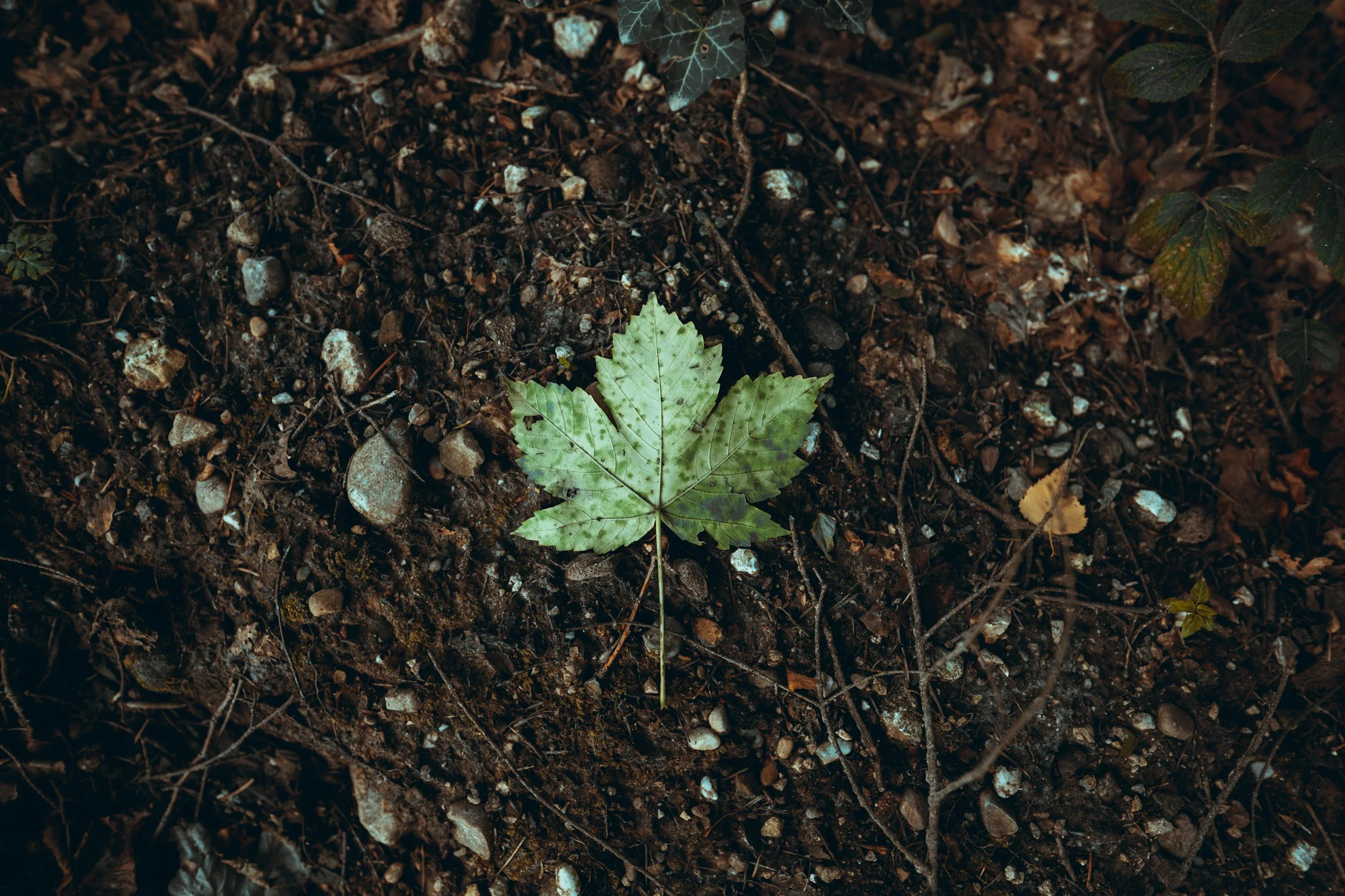 A single green leaf with dark spots on the dark soil ground.