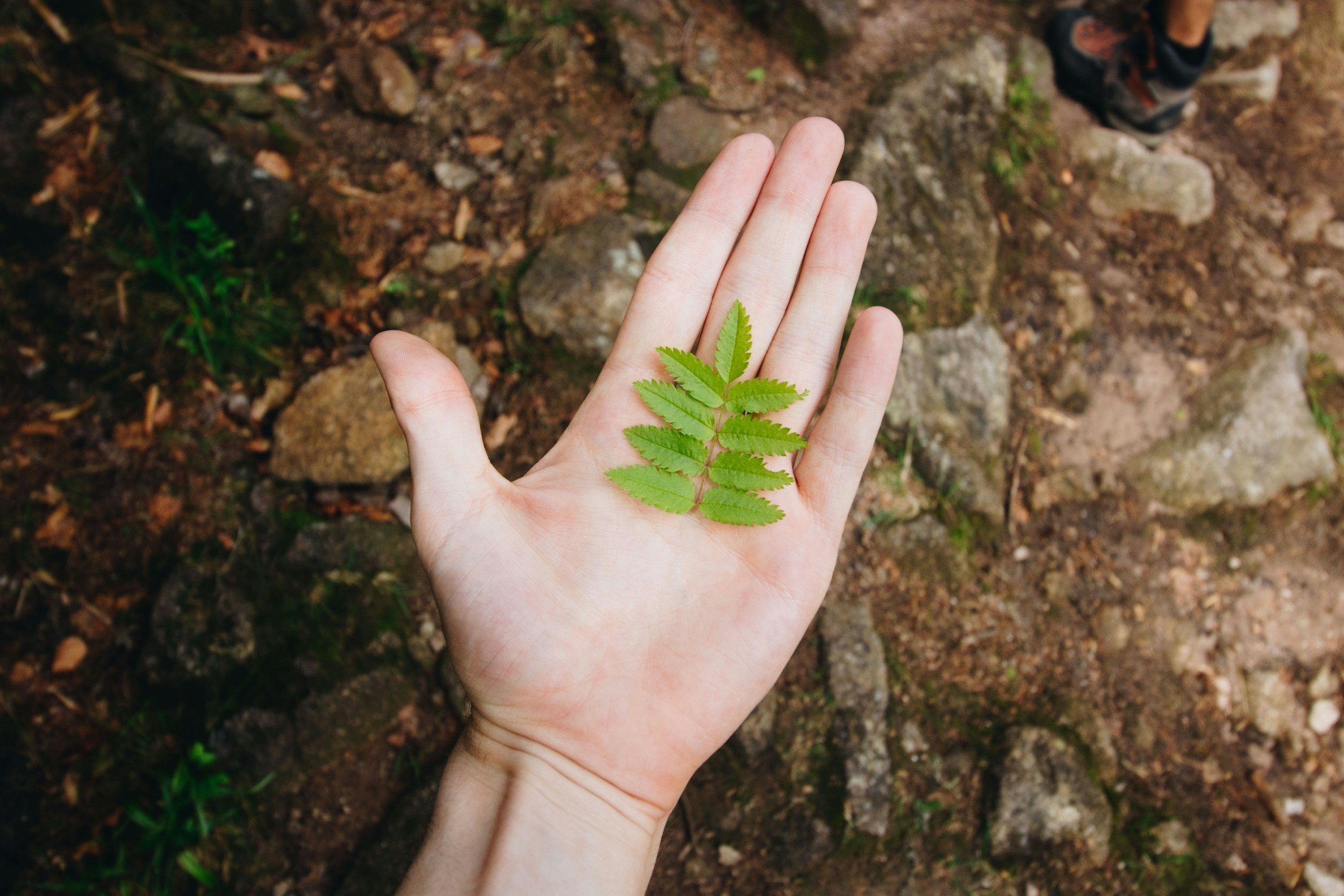 A person's hand holding a small green fern leaf against a background of dirt and rocks.